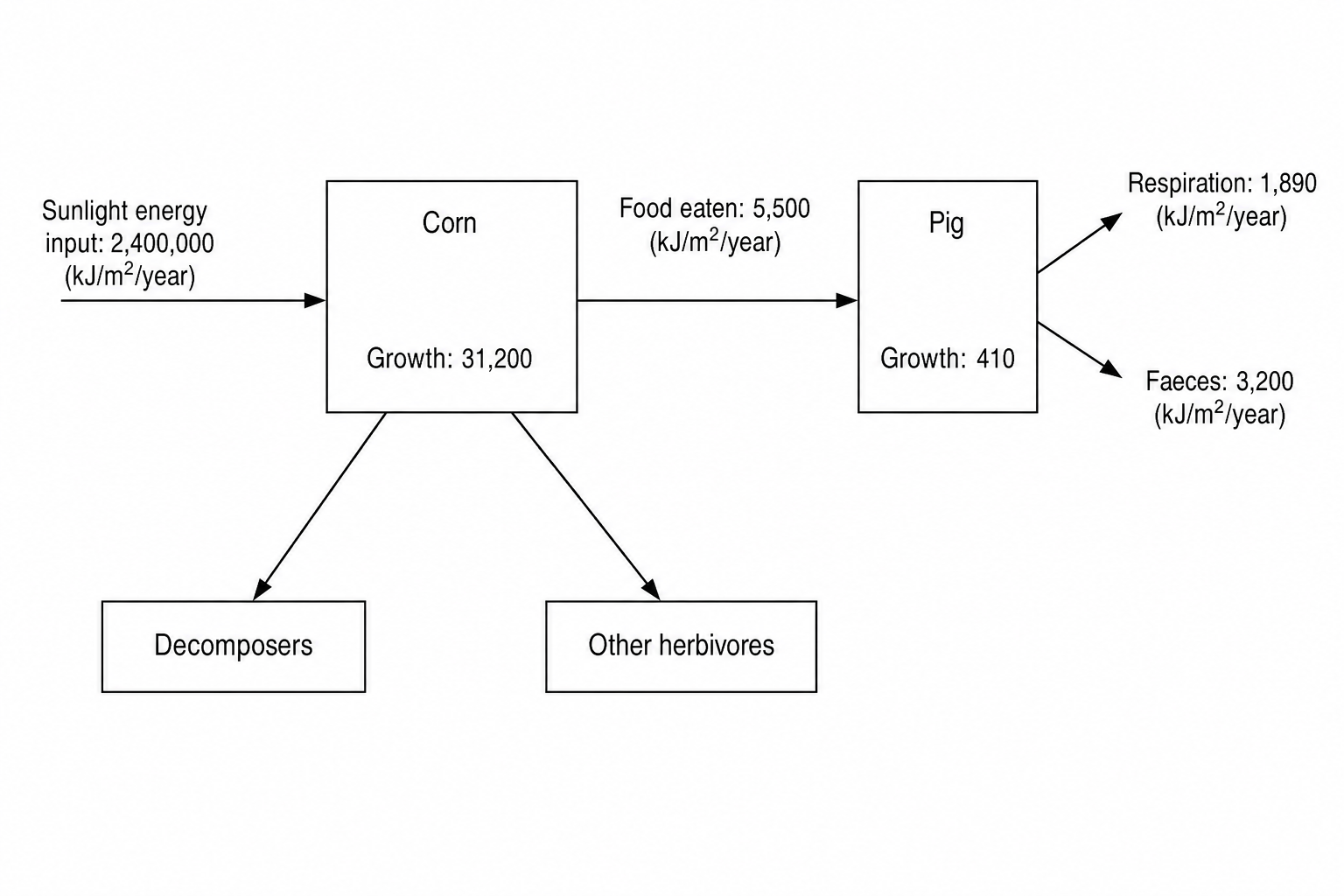 A diagram showing the flow of energy from sunlight to corn and then to a pig. Sunlight energy input of 2,400,000 units goes into the Corn box. The Corn box shows Growth of 31,200. Arrows also point from Corn to Decomposers and other herbivores. An arrow labelled 'Food eaten' with value 5,500 points from the Corn to the Pig box. The Pig box shows a pig eating with 'Growth' of 410 inside the box. Arrows point out of the Pig box for Respiration with value 1,890 and Faeces with value 3,200.
