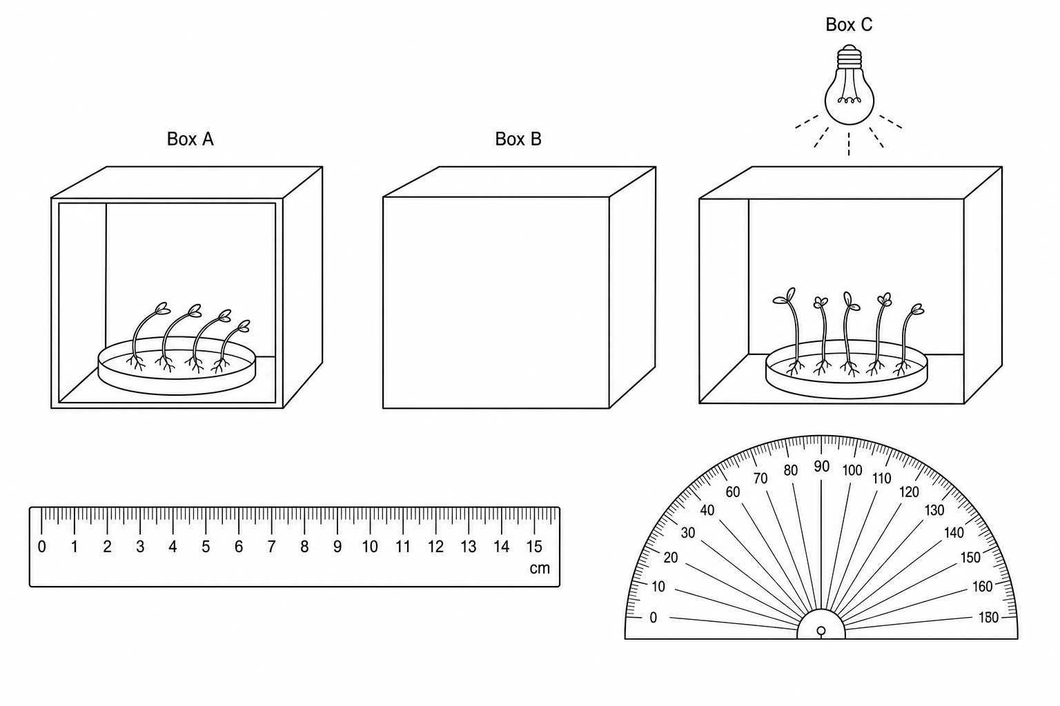 An illustration of the equipment available for the phototropism investigation.