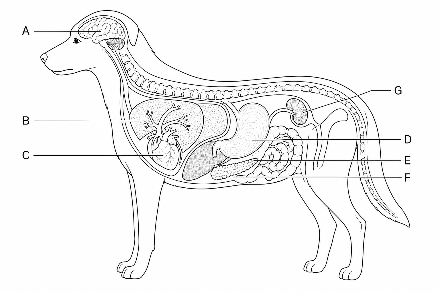 Anatomical diagram of a dog showing major organs A to G