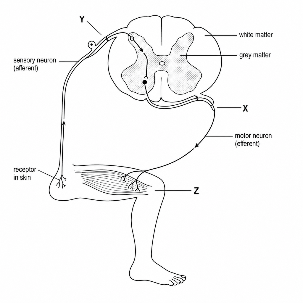 A diagram of a reflex arc connected to a leg.