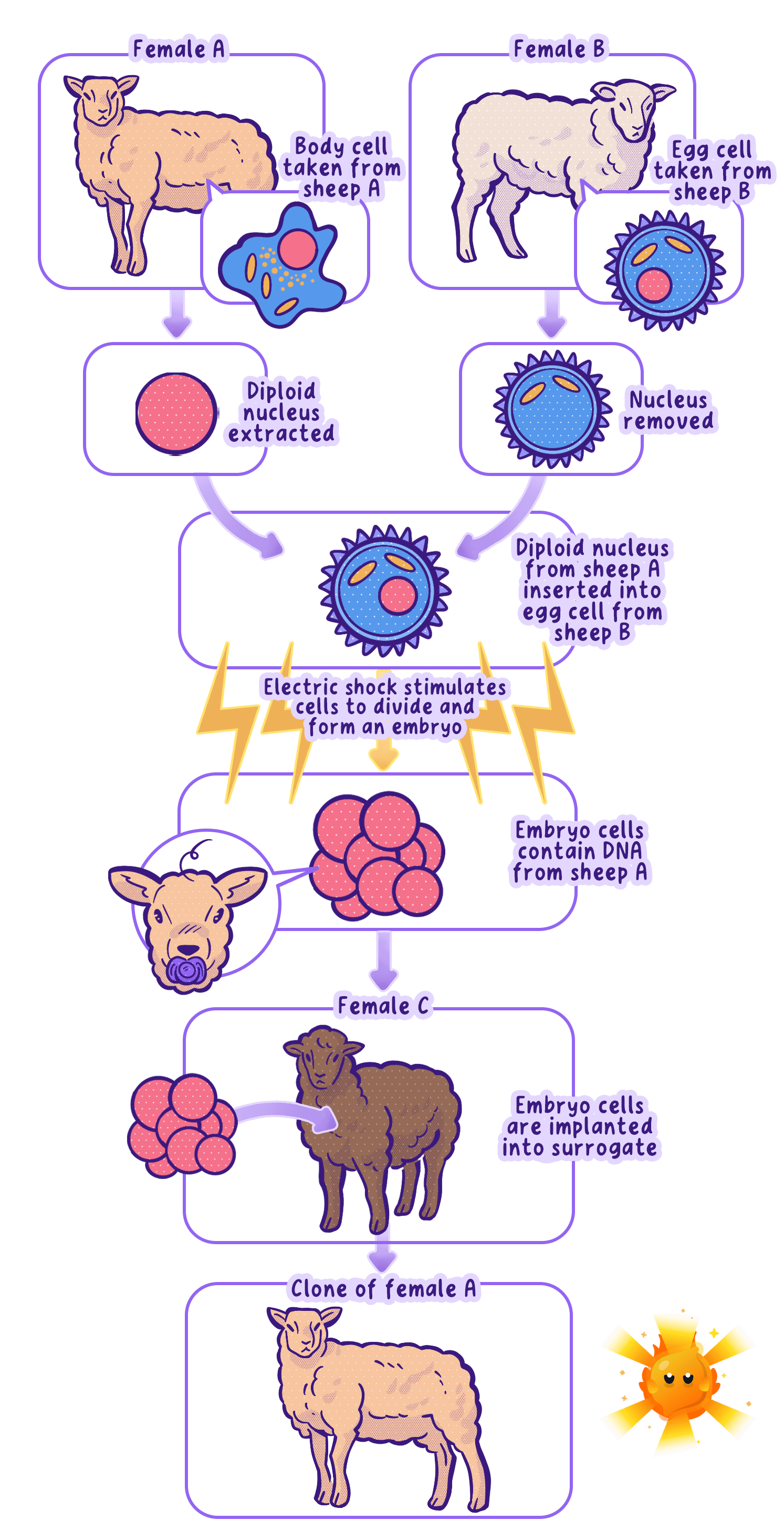 Adult cell cloning, as used to make Dolly the sheep: a body-cell nucleus is placed into an empty egg, shocked into dividing, and the embryo grown in a surrogate mother.