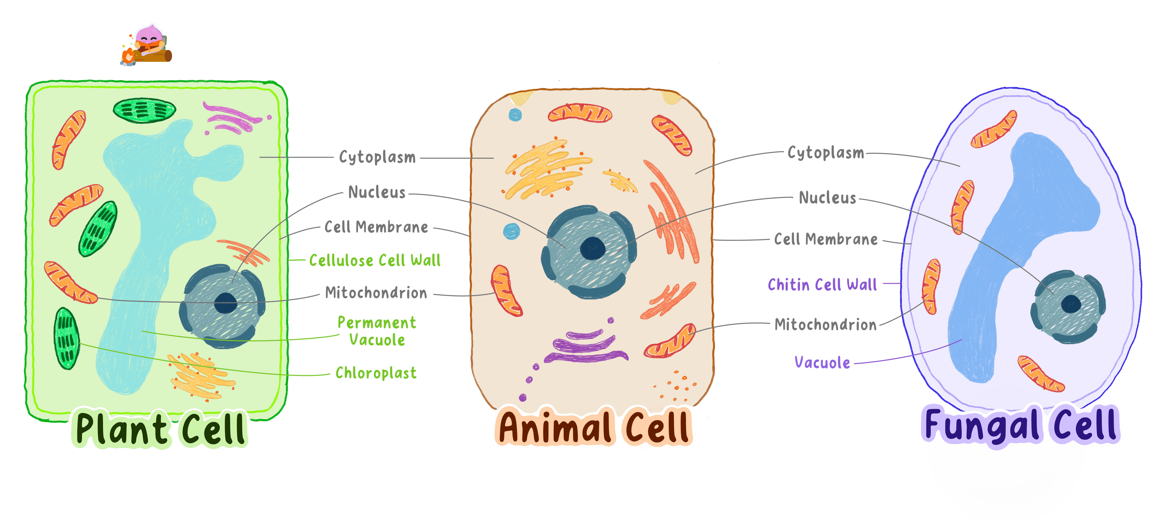 animal-cell-vs-plant-cell-vs-fungal-cell-25814283-genie-02.png
