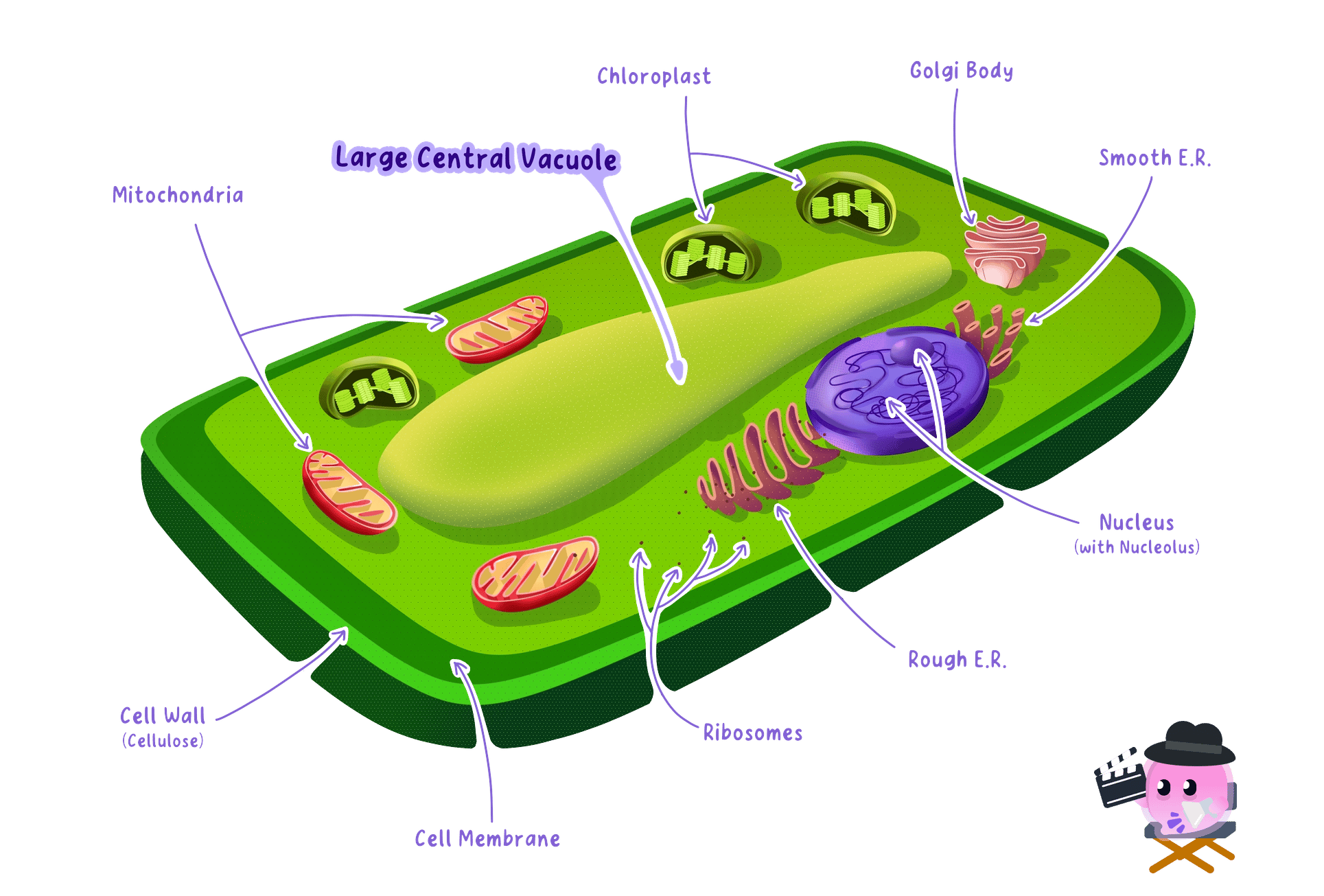 A 3D diagram of a plant cell highlighting the large central vacuole and other sub-cellular structures like chloroplasts and the cell wall.