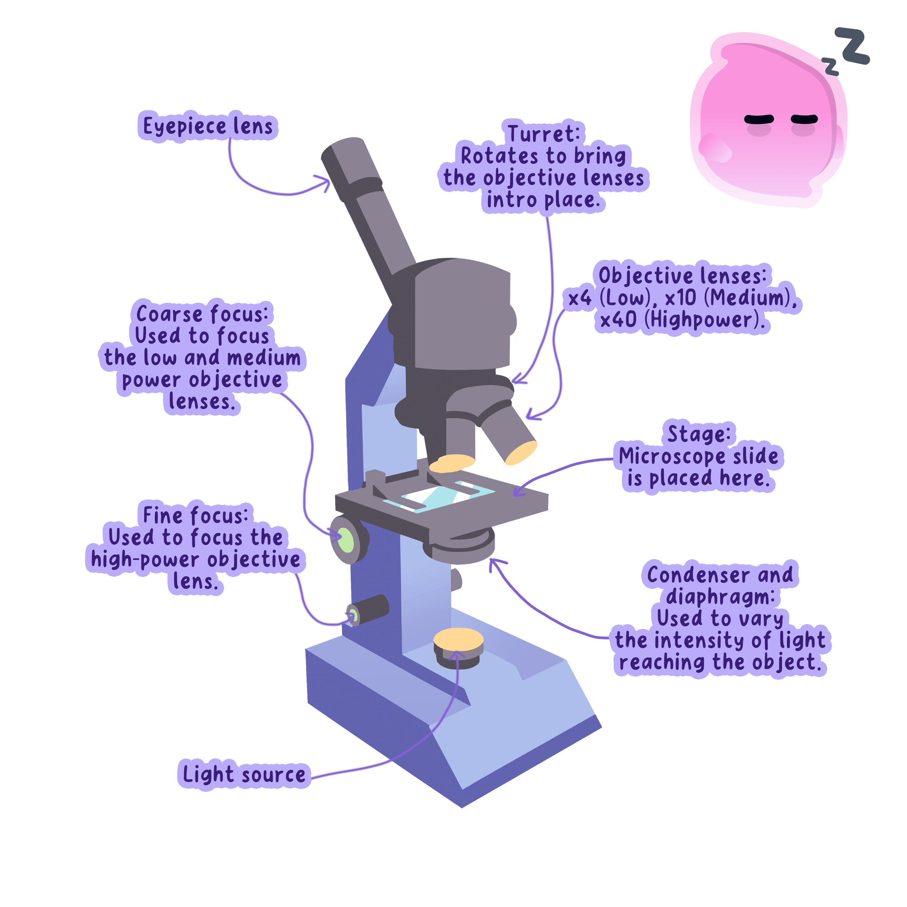 A labeled diagram of a light microscope showing the eyepiece lens, turret, objective lenses, stage, light source, condenser, and coarse and fine focus knobs.