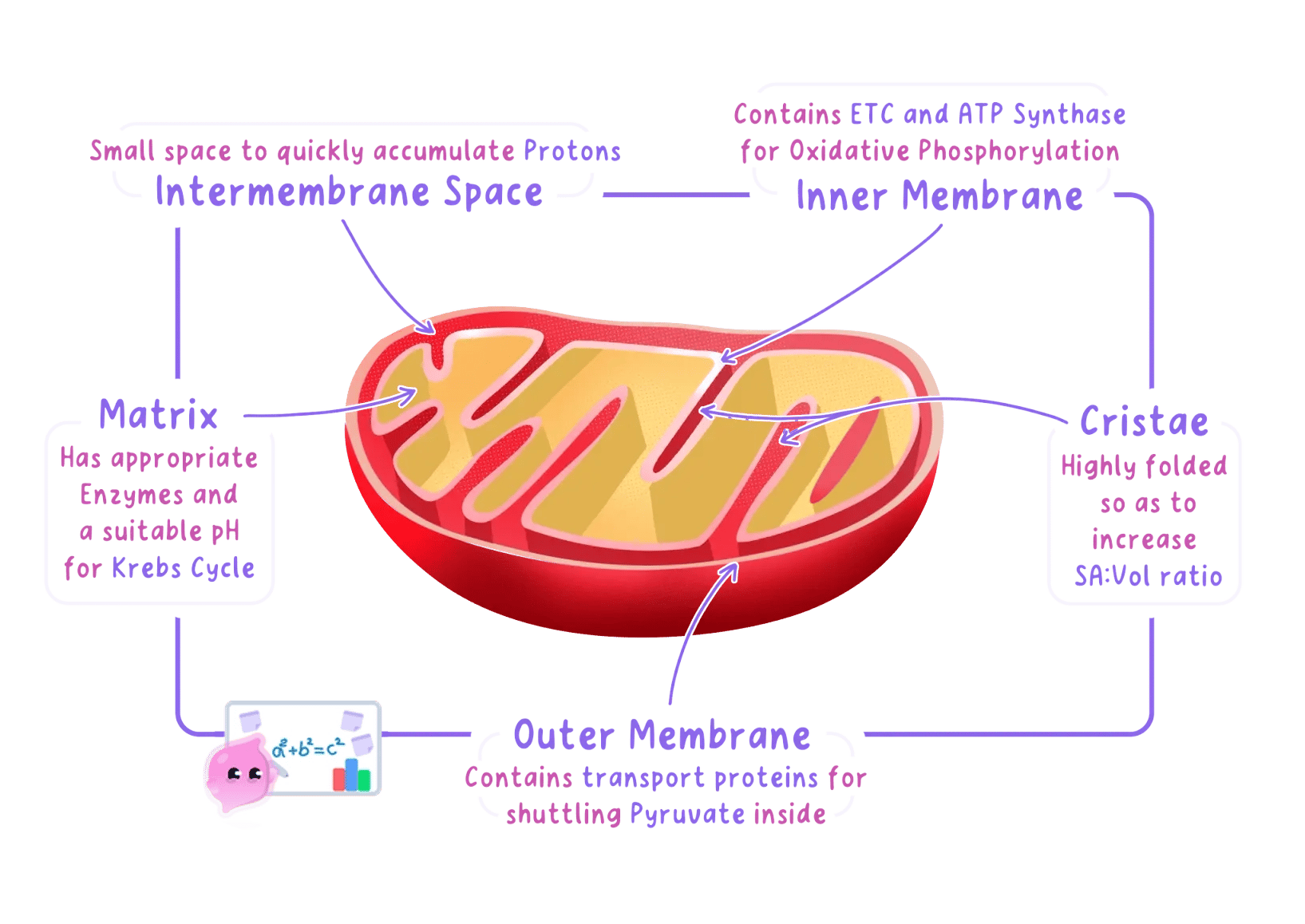 A detailed diagram of a mitochondrion showing the internal structures revealed by electron microscopy, including the cristae, matrix, and double membrane.