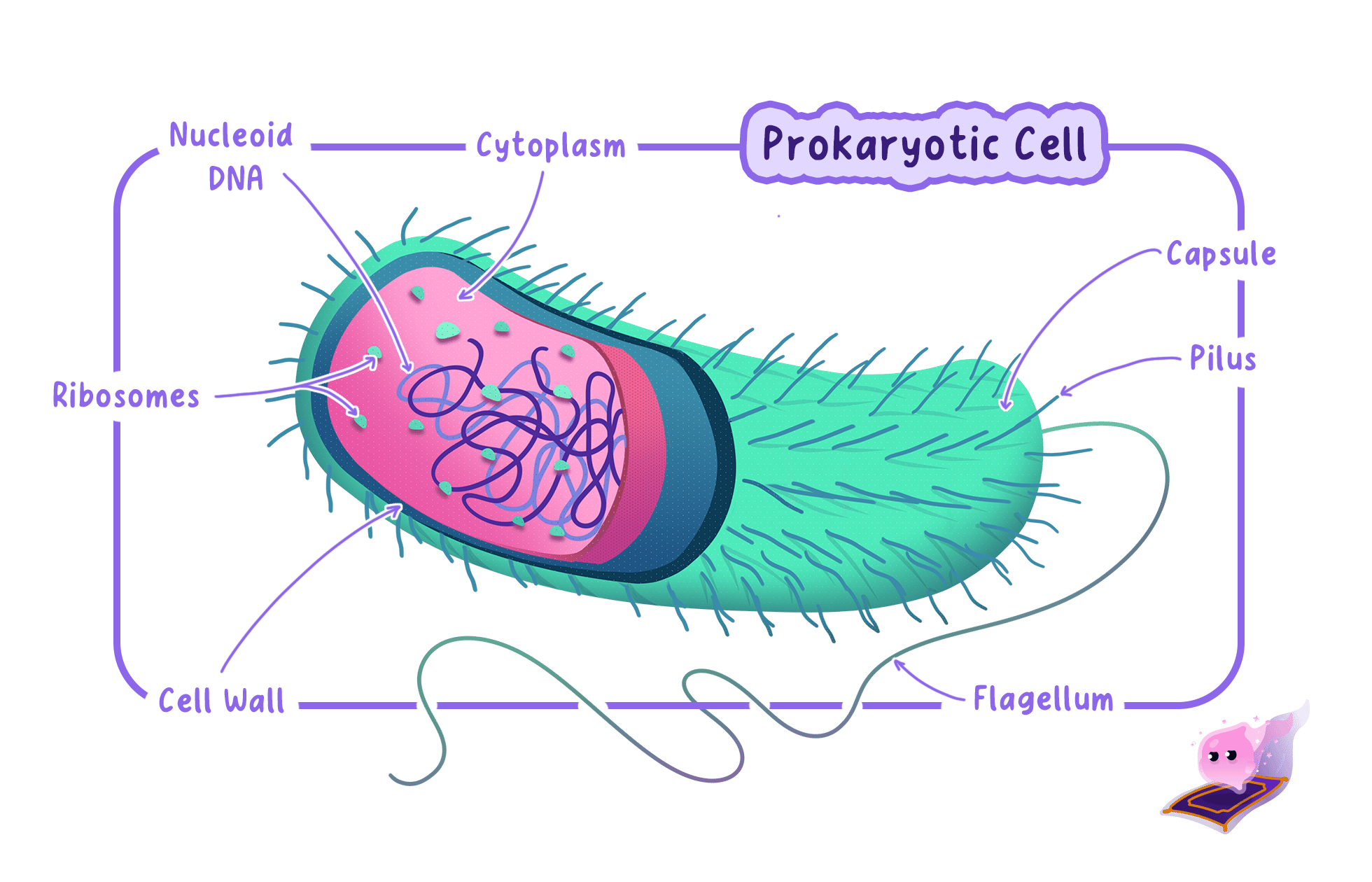 A diagram of a prokaryotic cell (bacterium) showing its internal and external structures, including the nucleoid DNA, cytoplasm, ribosomes, cell wall, capsule, pili, and flagellum.
