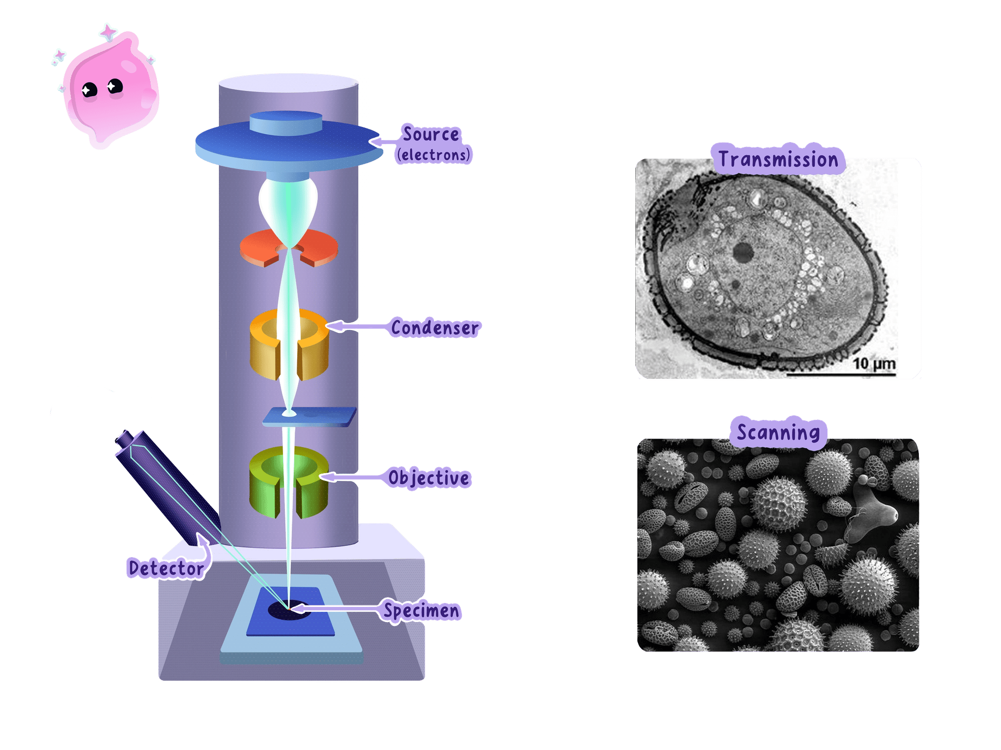 A diagram showing the internal structure of an electron microscope, including the electron source, condenser, and objective lenses, alongside examples of transmission (TEM) and scanning (SEM) electron micrographs.
