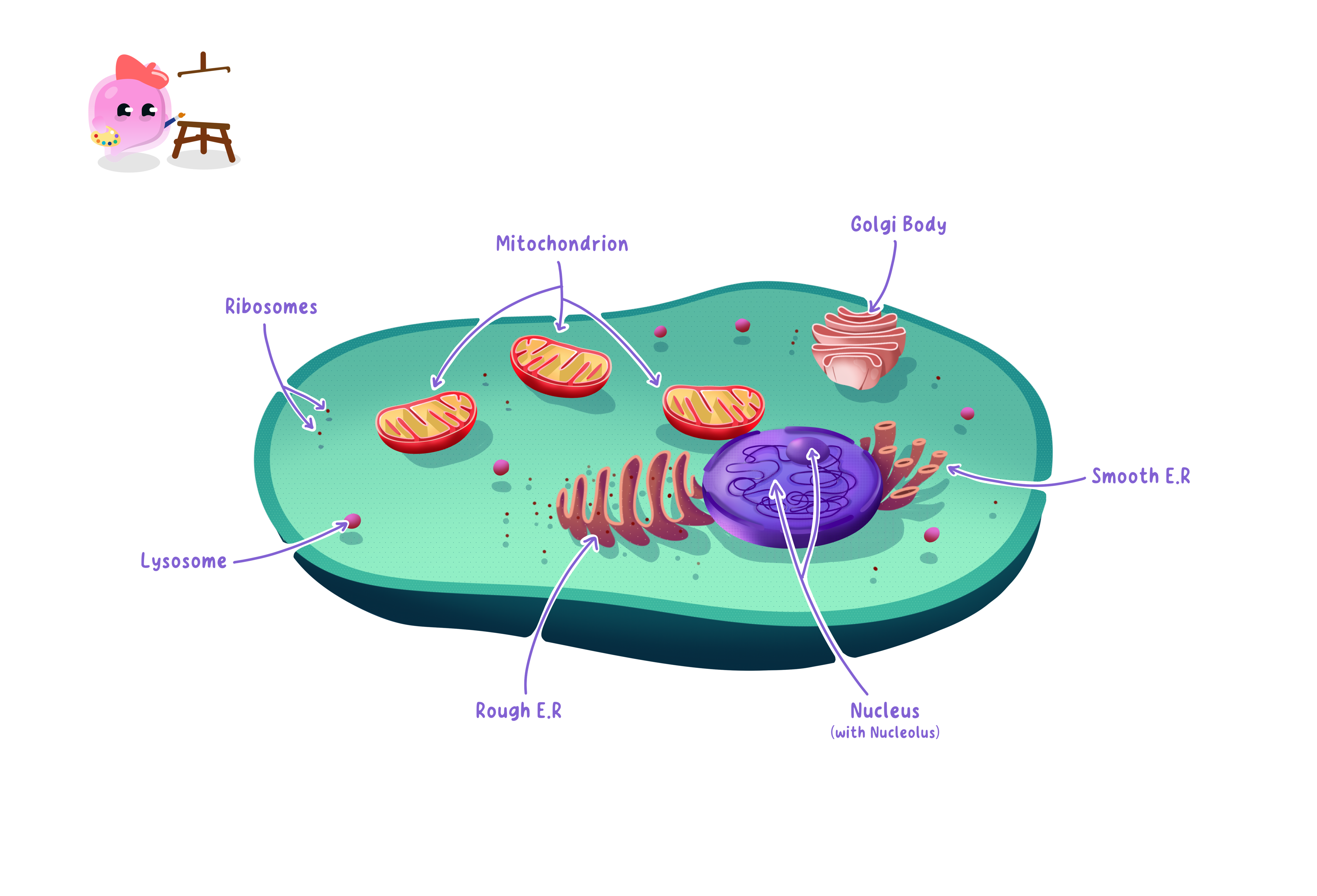 A detailed diagram of an animal cell showing sub-cellular structures including the nucleus, nucleolus, mitochondria, ribosomes, Golgi body, lysosomes, and endoplasmic reticulum.