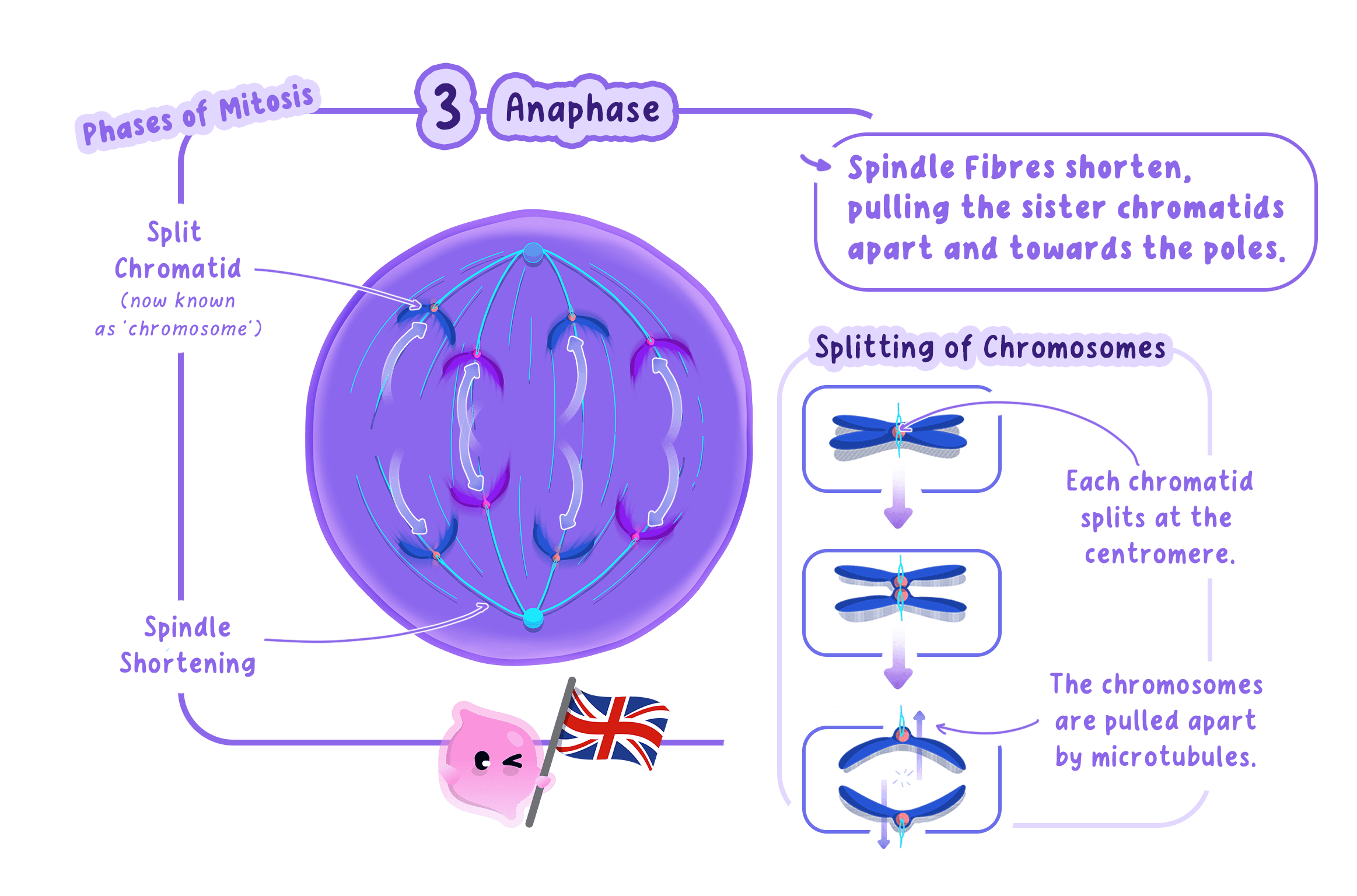 Chromosomes being pulled to opposite ends of a cell during division, the behaviour scientists first observed in the late 19th century.