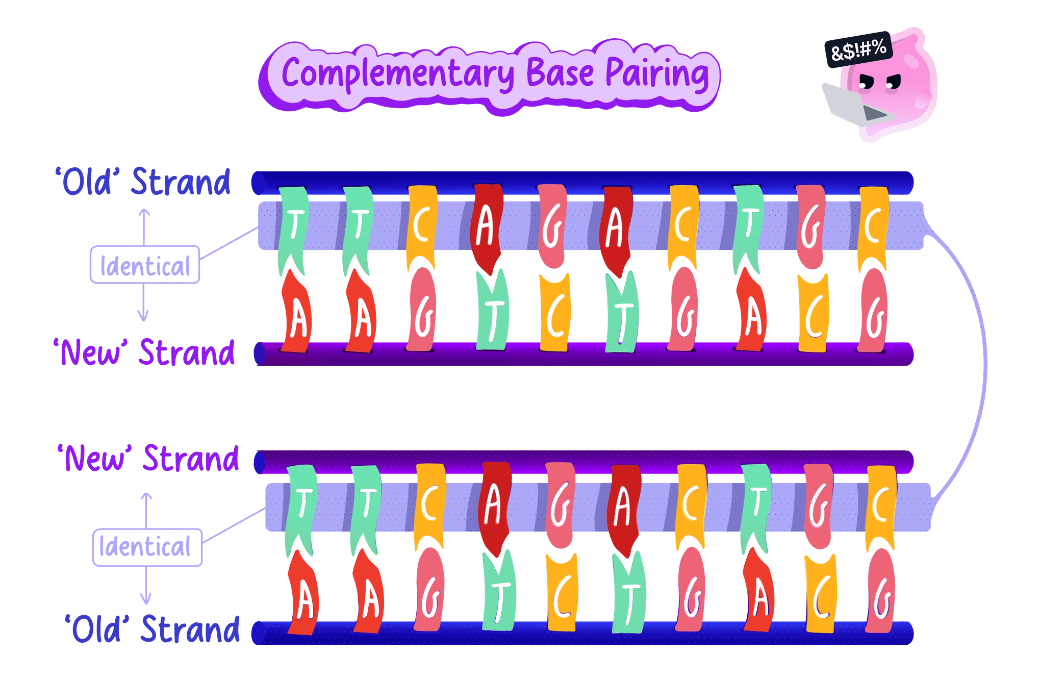 How the fixed pairing rules let one strand rebuild its partner exactly, so the base sequence is copied without error.