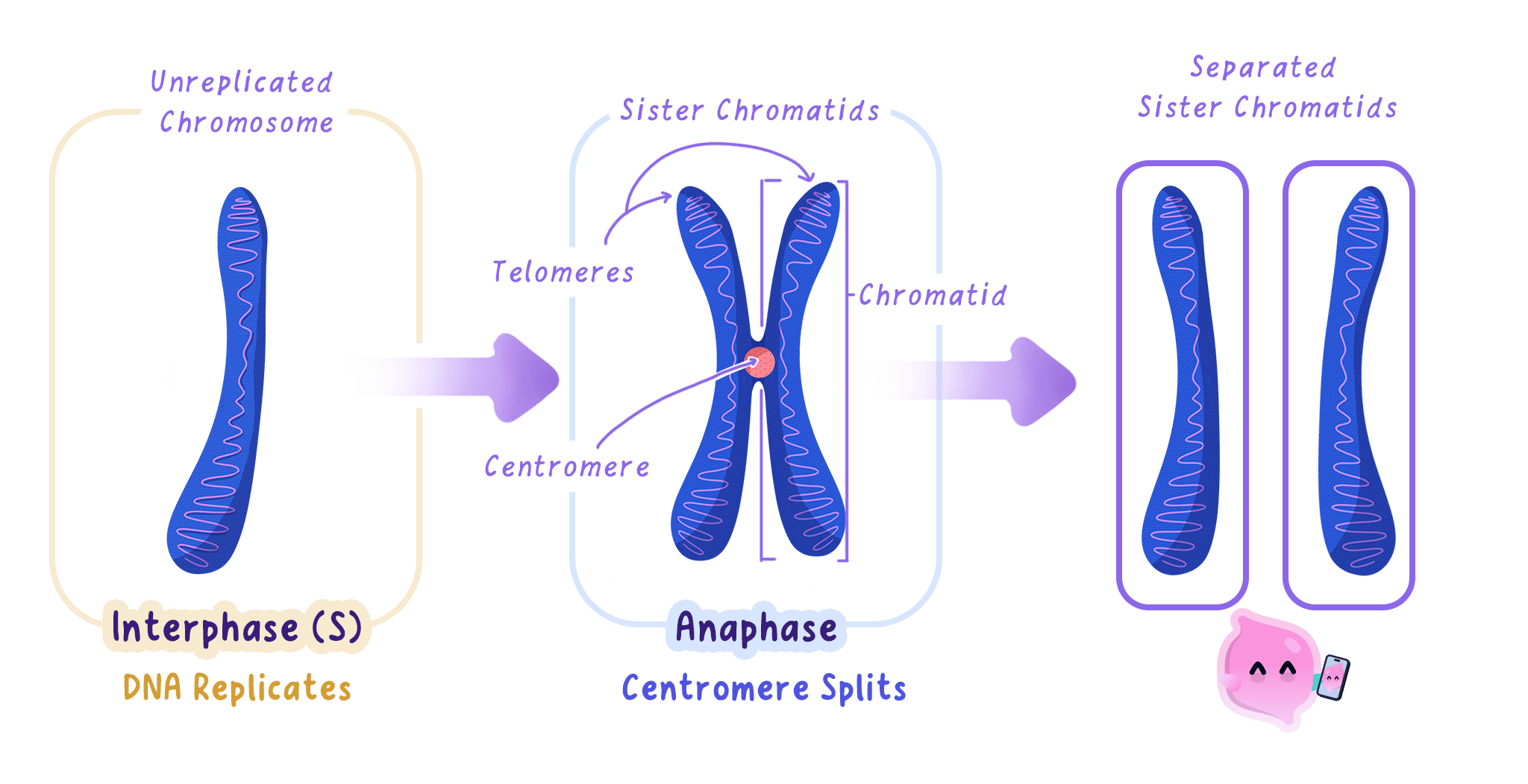 Chromosome replication: a single unreplicated chromosome is copied during interphase to give two identical sister chromatids joined at the centromere, which are then separated at anaphase to become two individual chromosomes.