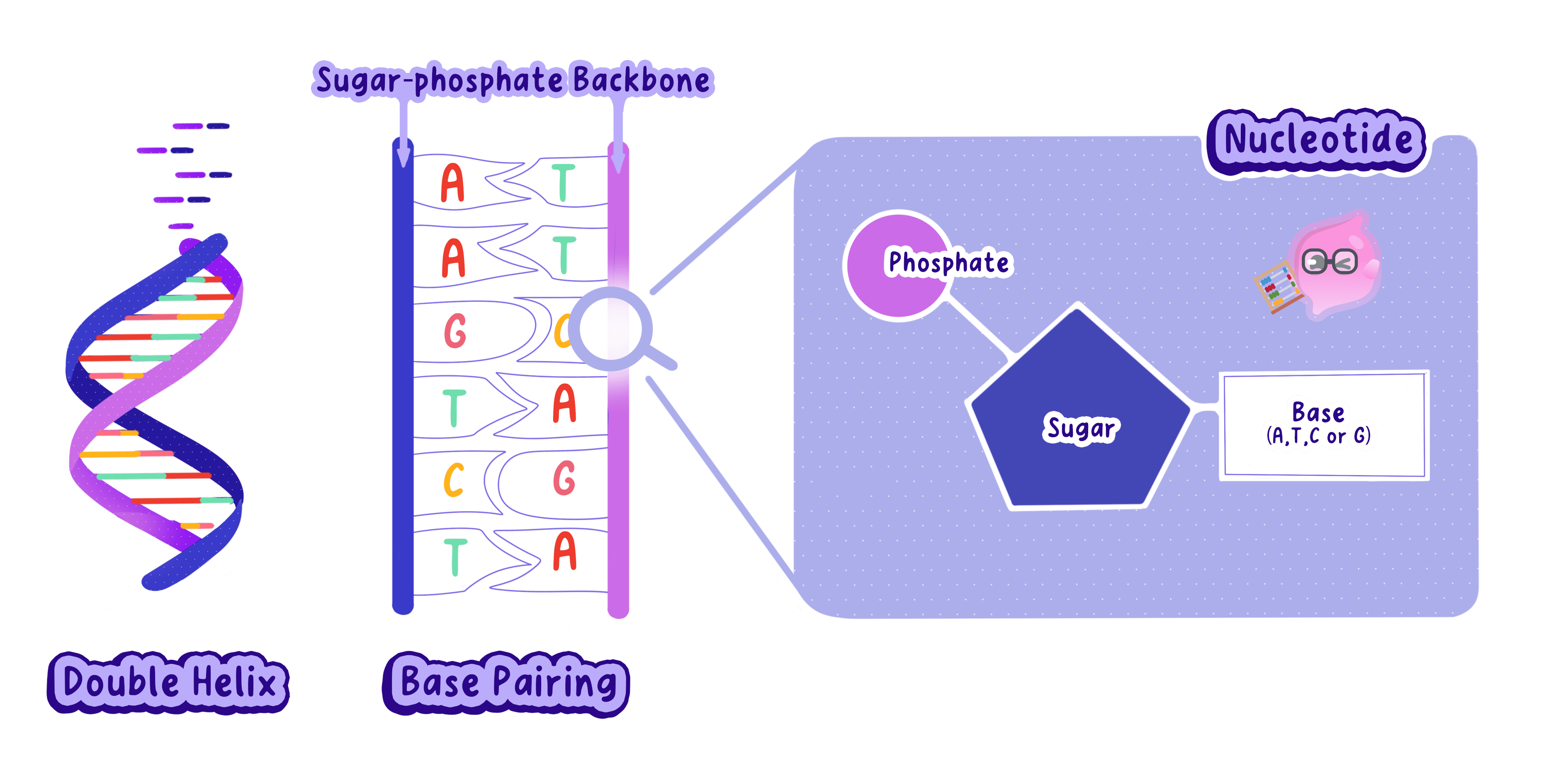 A DNA strand drawn as an alternating sugar-phosphate backbone, with a base attached to each sugar pointing inwards to meet a base on the second strand.
