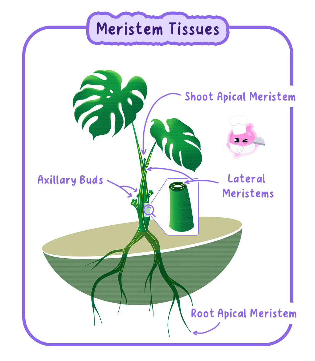 Diagram showing the locations of meristem tissues in a plant, including shoot apical meristem, root apical meristem, axillary buds, and lateral meristems.