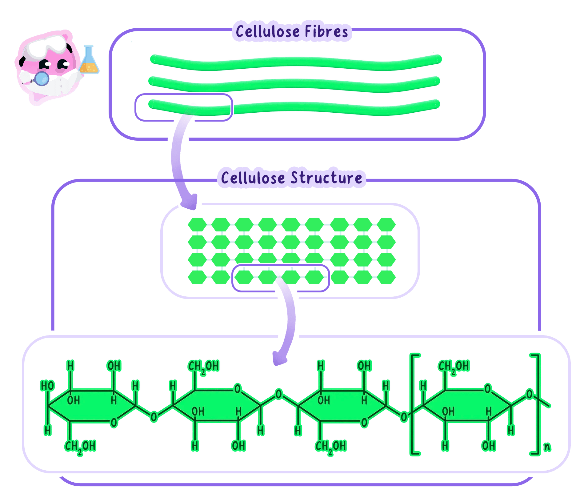 A diagram showing the hierarchical structure of cellulose, from three-chain cellulose fibers down to the molecular structure of beta-glucose chains linked by glycosidic bonds.