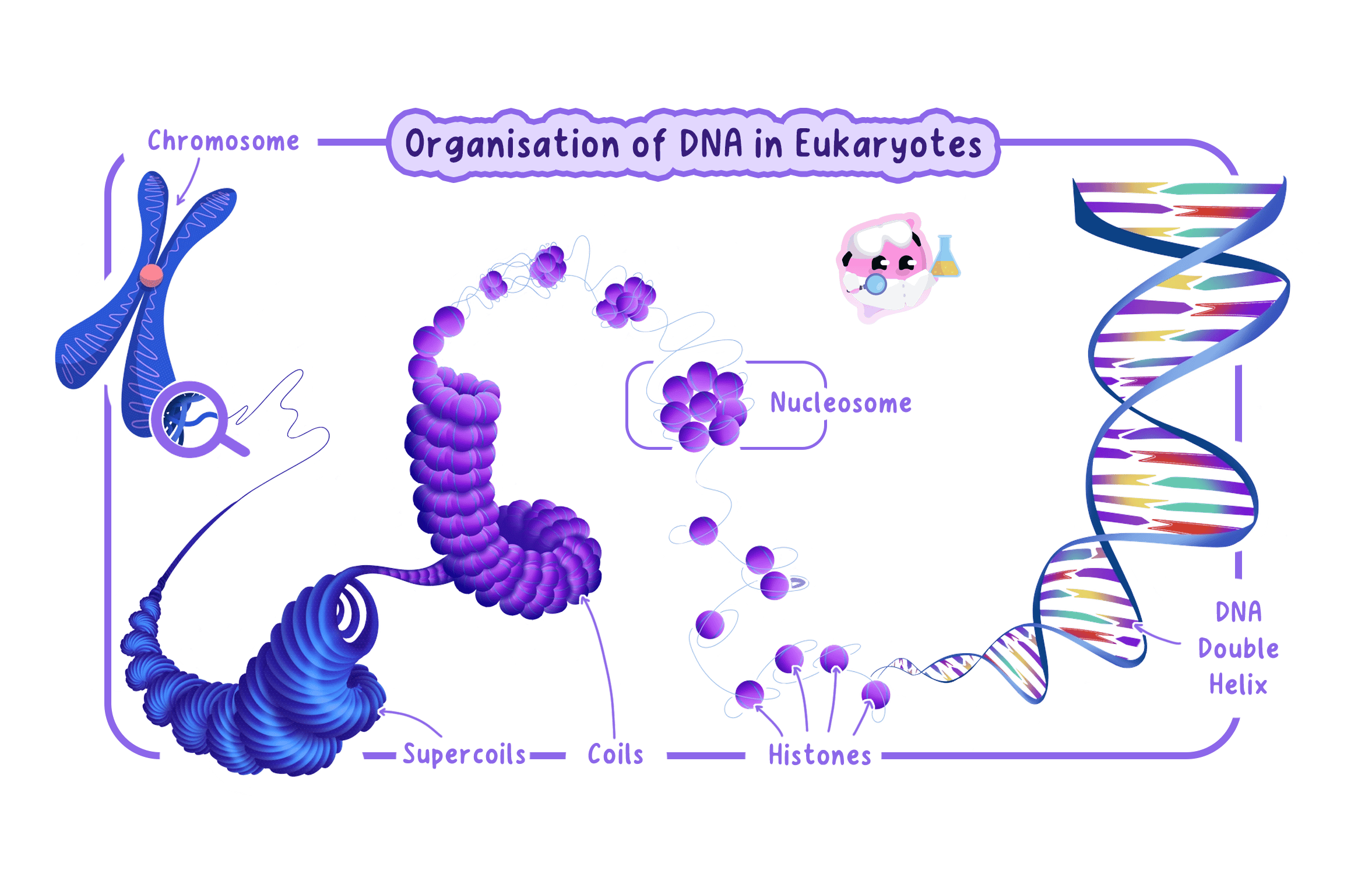 A diagram showing the hierarchical organization of DNA in eukaryotes, from the DNA double helix wrapping around histone proteins to form nucleosomes, which then coil and supercoil to form a chromosome.