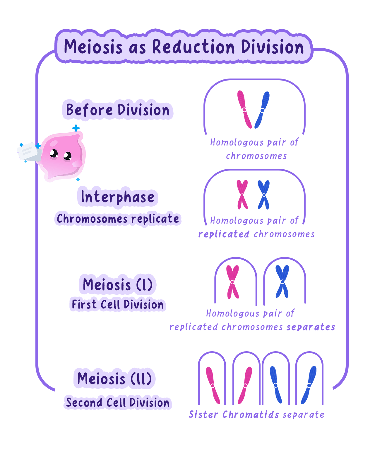 A diagram of meiosis as a halving division, showing one diploid parent cell whose chromosomes are copied and which then divides twice to give four haploid daughter cells.
