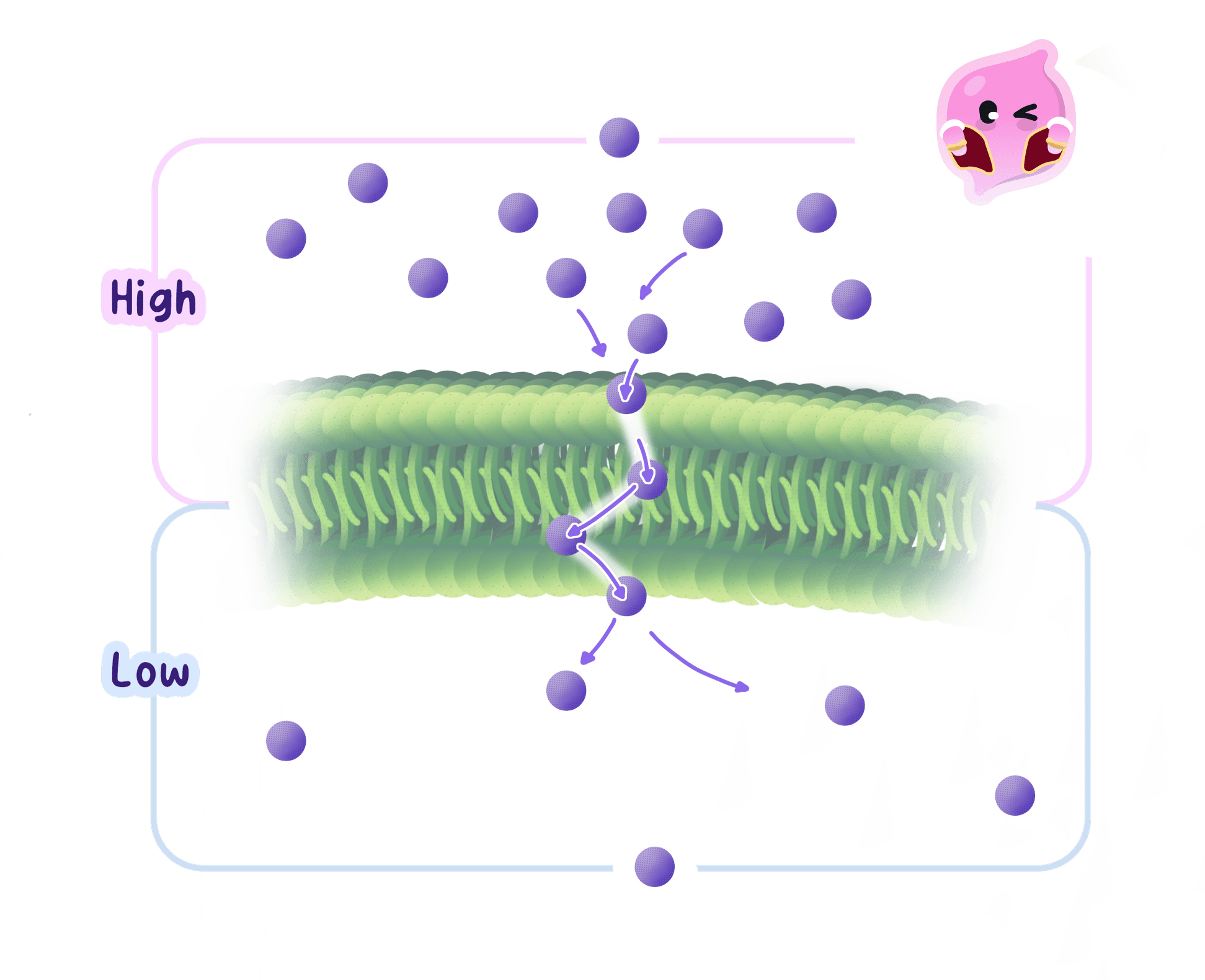 A diagram showing passive diffusion across a cell membrane. Small particles move from an area of high concentration to an area of low concentration by passing directly through the phospholipid bilayer.