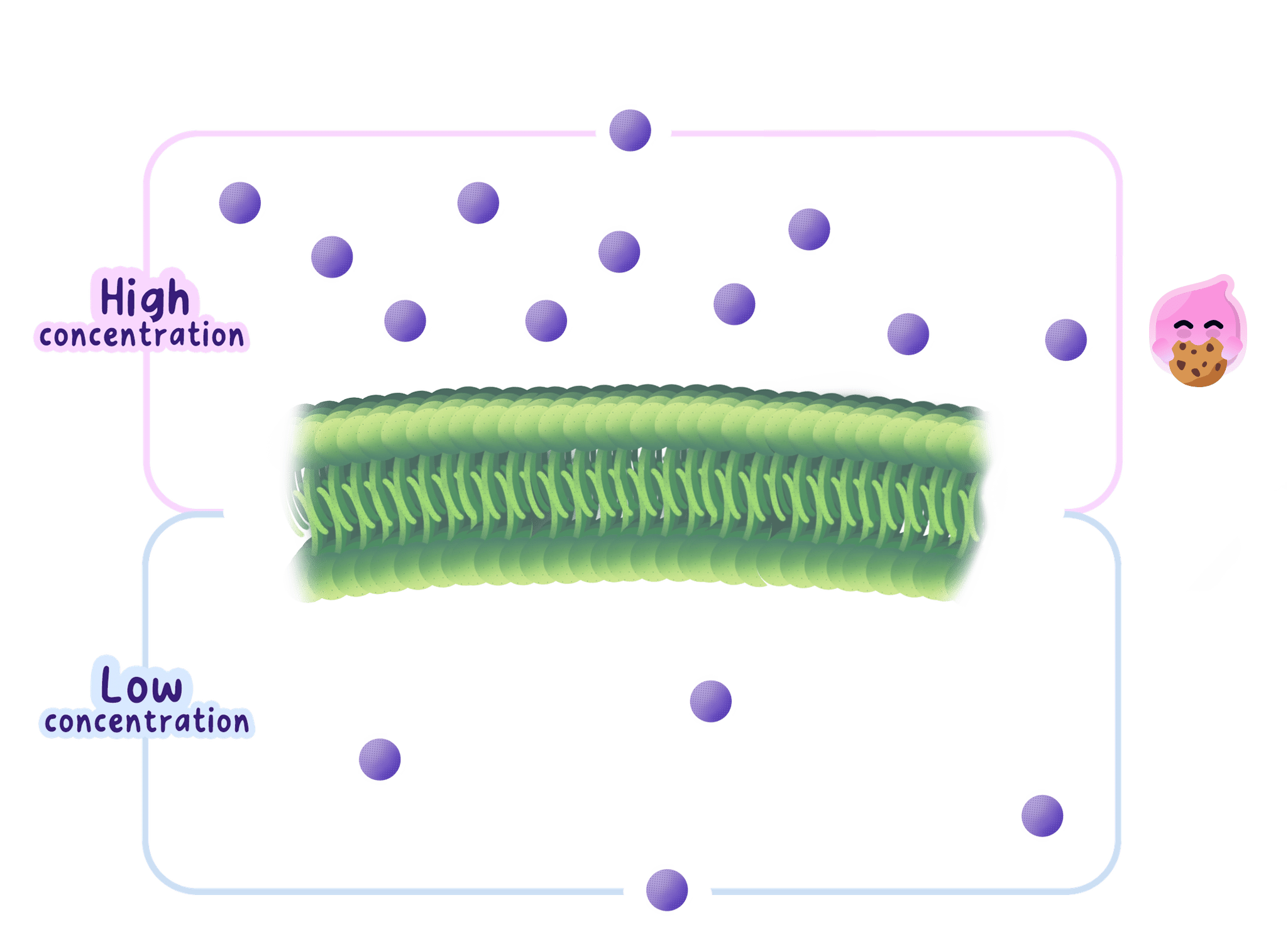 Diagram of a concentration gradient across a cell membrane, showing a high concentration of particles on one side and a low concentration on the other.