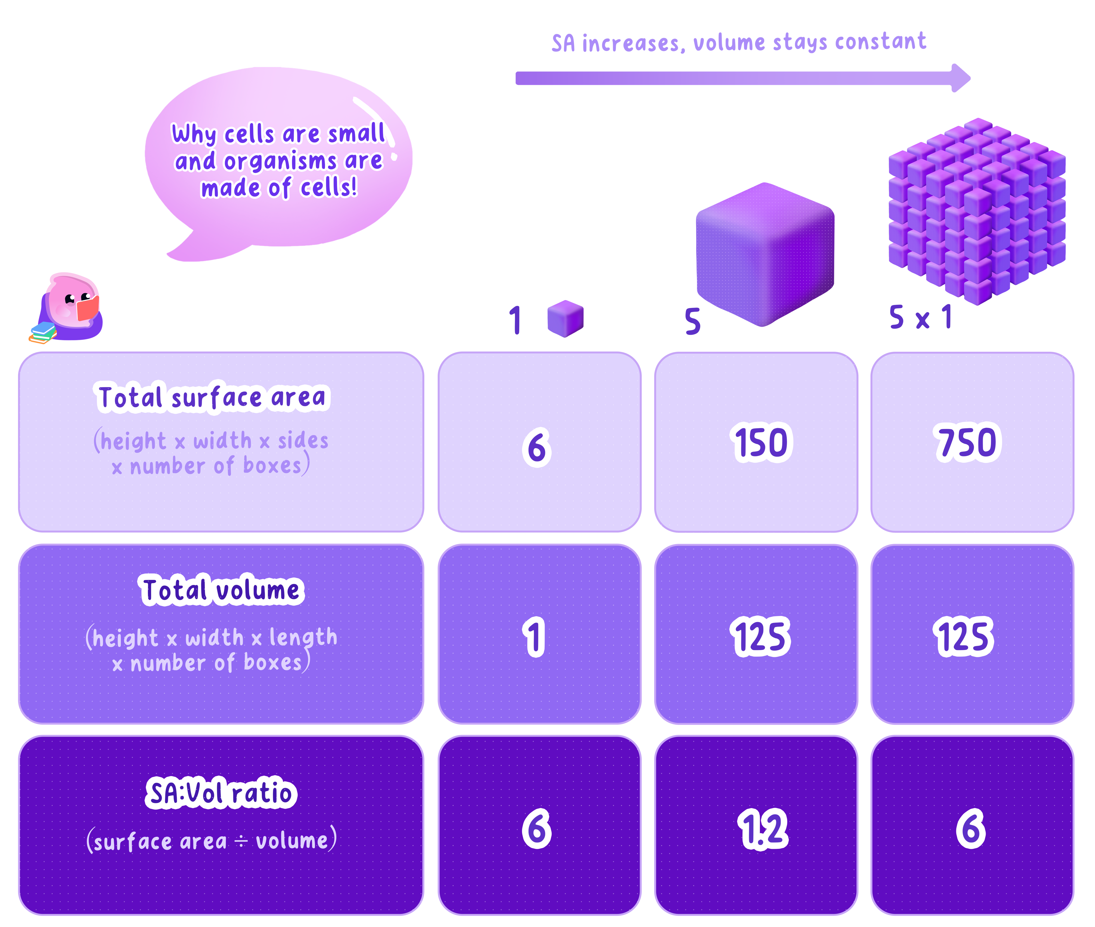 A table and diagrams comparing the surface area to volume ratio of a small cube, a large cube, and a collection of small cubes. It shows that as size increases, the ratio decreases, but dividing a large volume into many small units restores a high surface area to volume ratio.