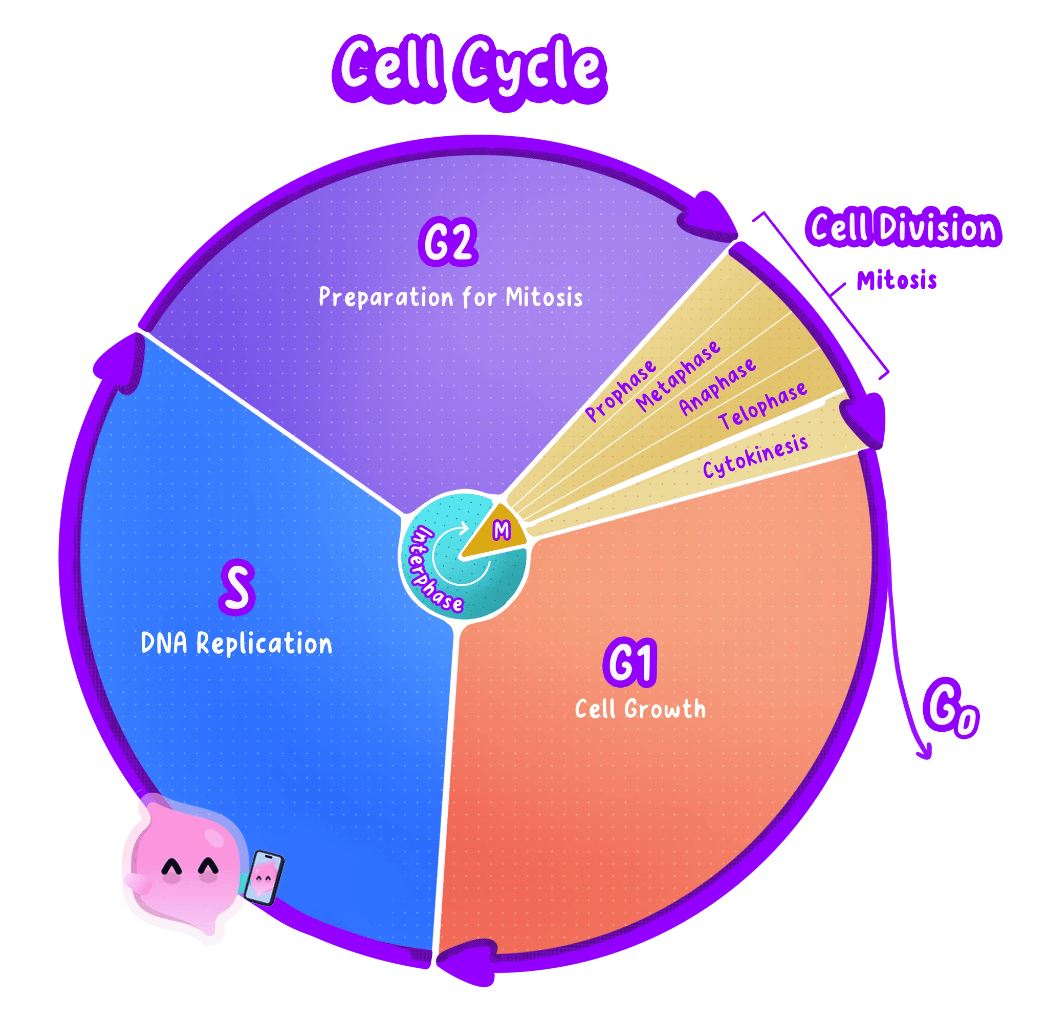 The cell cycle drawn as a circle: the long interphase (G1 growth, S phase DNA replication, G2 preparation), followed by mitosis and then cytokinesis, with the G0 resting state branching off.