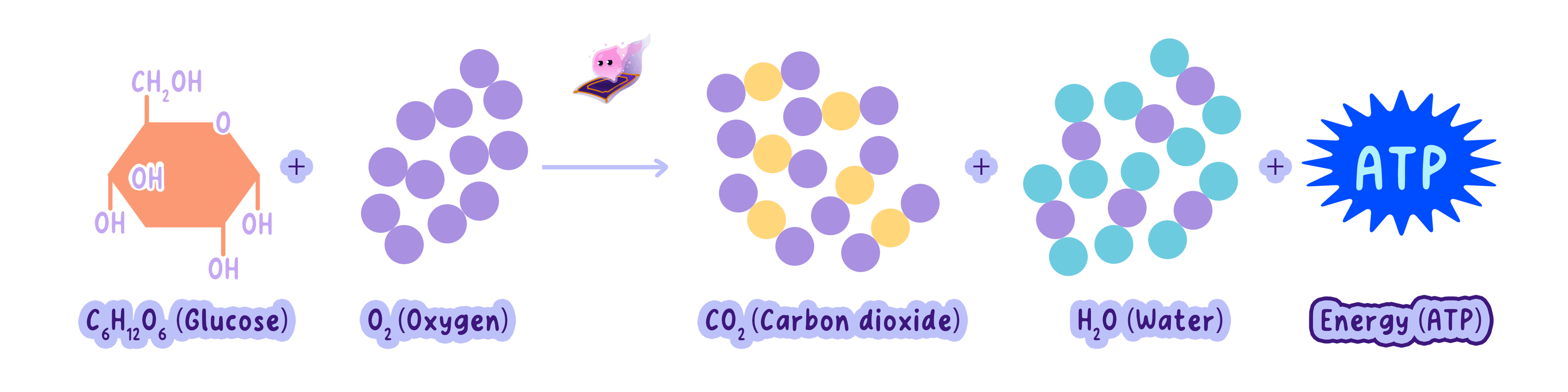A chemical equation for aerobic cellular respiration showing glucose and oxygen reacting to produce carbon dioxide, water, and energy in the form of ATP. The diagram includes molecular structures and chemical formulas.