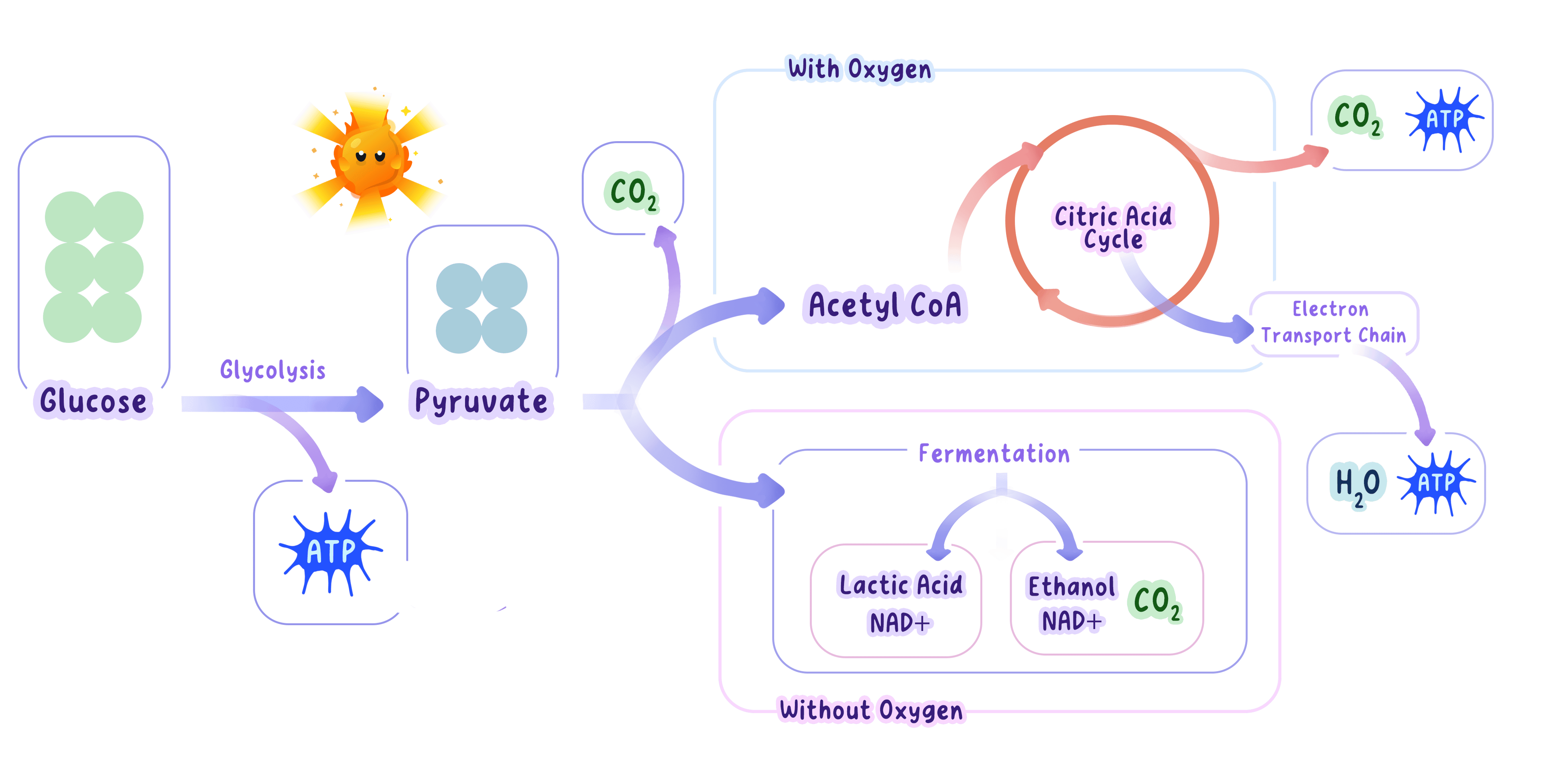 A diagram comparing aerobic and anaerobic respiration. It shows glucose breaking down into pyruvate, then following different paths depending on oxygen availability to produce ATP and waste products like CO2, water, lactic acid, or ethanol.