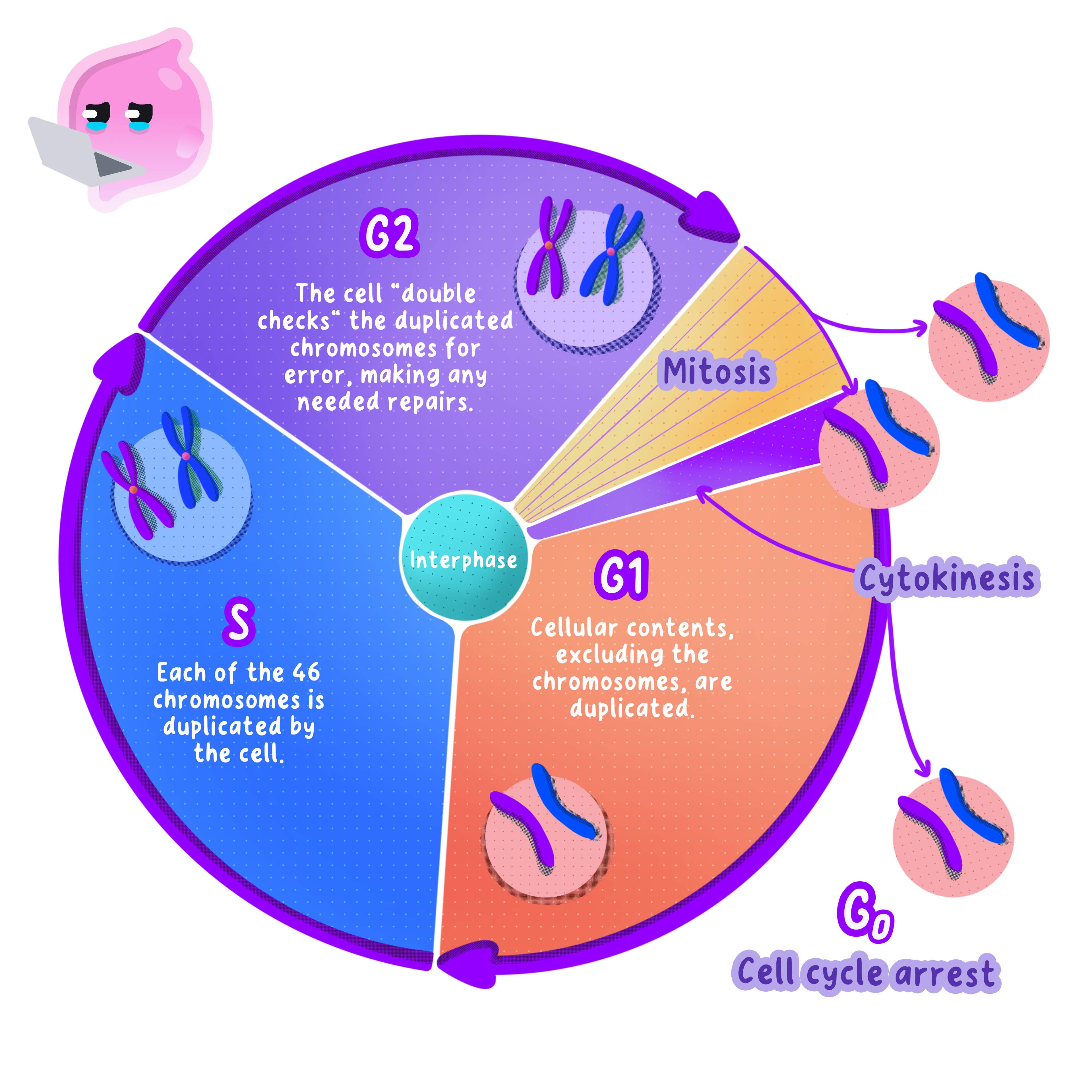 A circular diagram of the cell cycle showing interphase (divided into G1, S, and G2 phases), mitosis, and cytokinesis. G1 involves duplicating cellular contents, S involves DNA replication, and G2 involves checking for errors. G0 represents cell cycle arrest.
