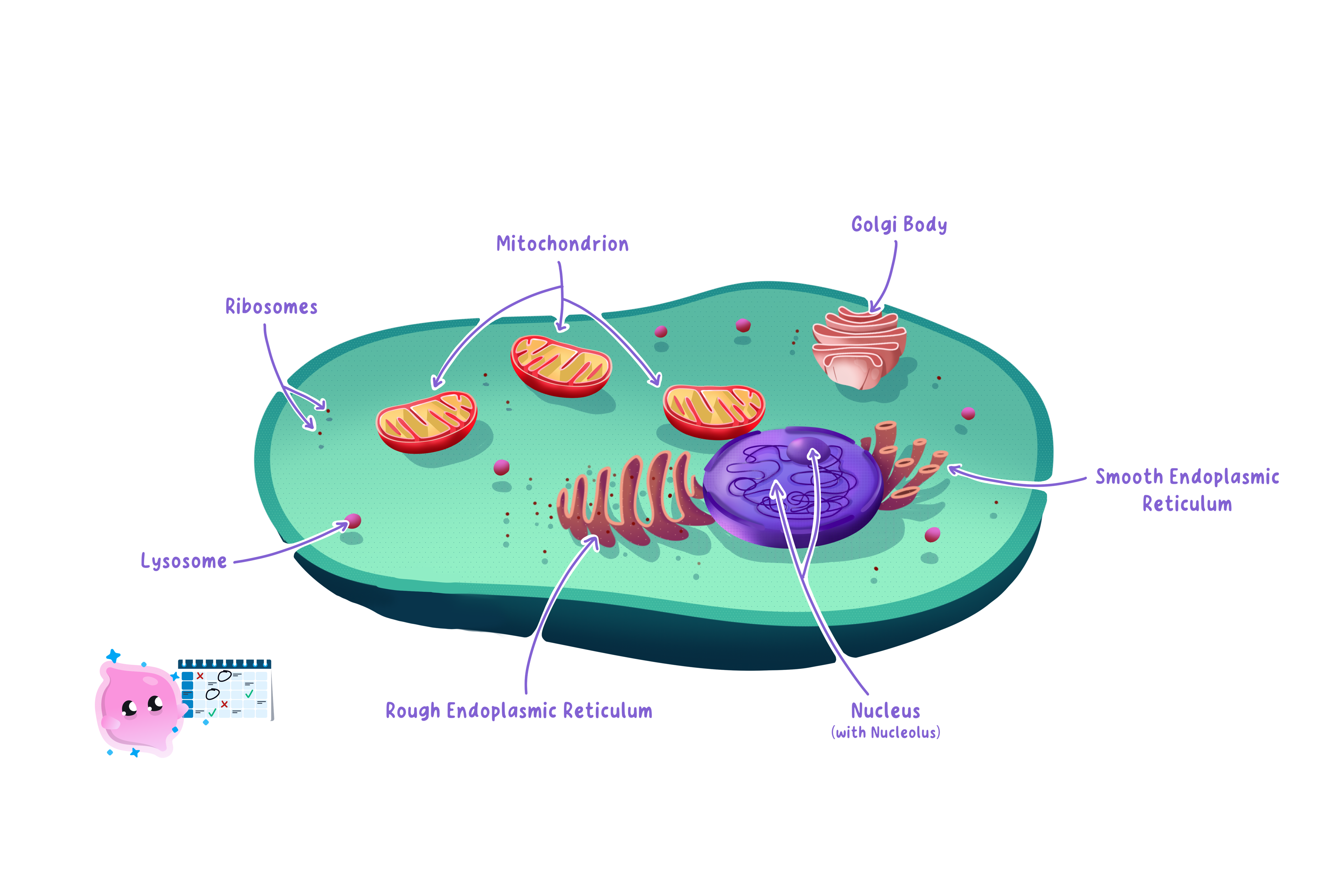 A eukaryotic animal cell with its membrane-bound organelles labelled, including the nucleus, mitochondria, ribosomes, Golgi body and endoplasmic reticulum.