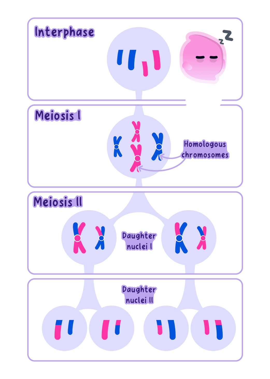 An overview of meiosis: a diploid parent cell copies its DNA, then divides twice to produce four genetically different haploid nuclei.