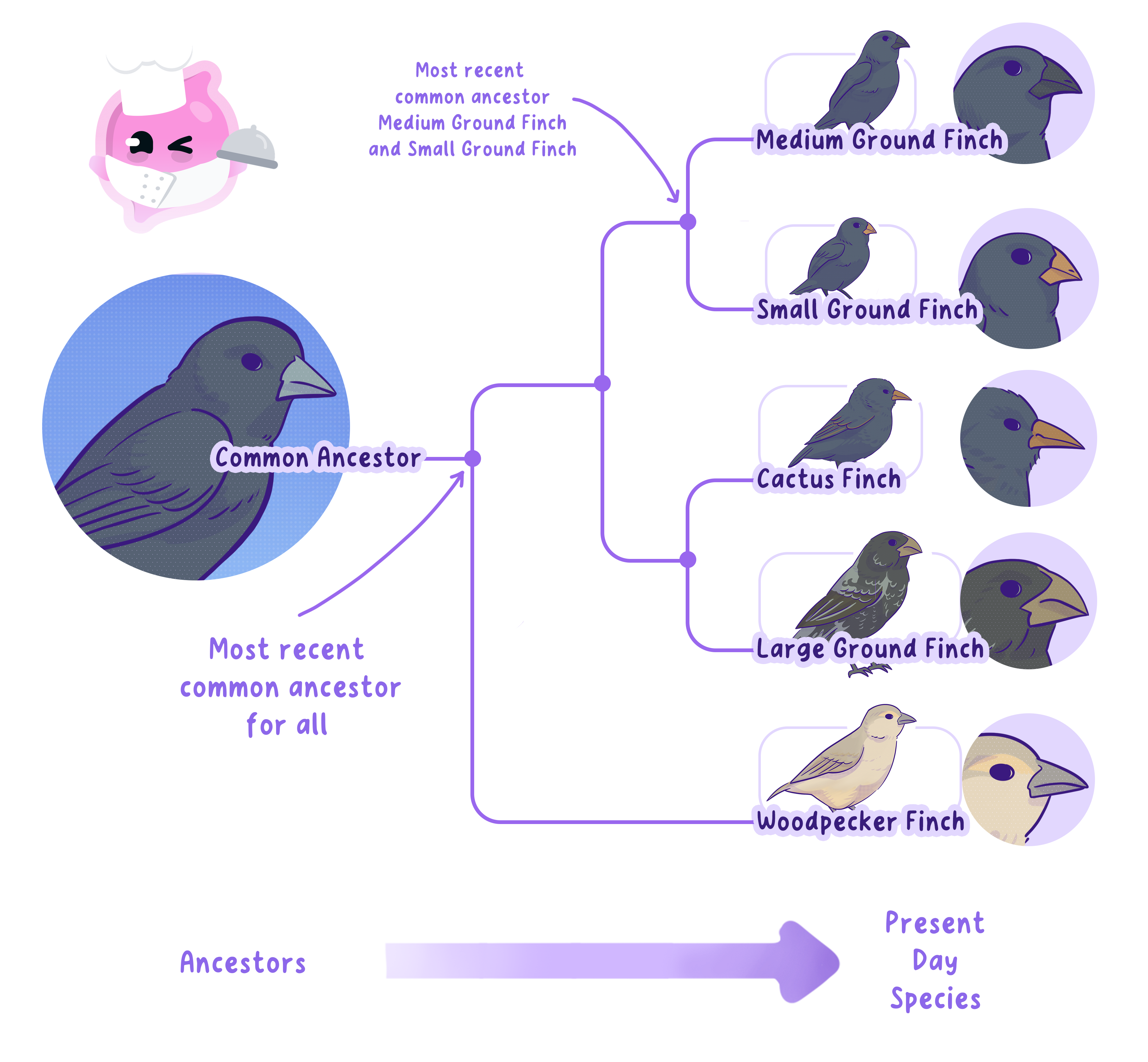 A phylogenetic tree of Darwin's finches showing how multiple species, such as the ground finches and woodpecker finch, evolved from a common ancestor. The diagram labels the nodes as most recent common ancestors and shows the divergence of species over time.