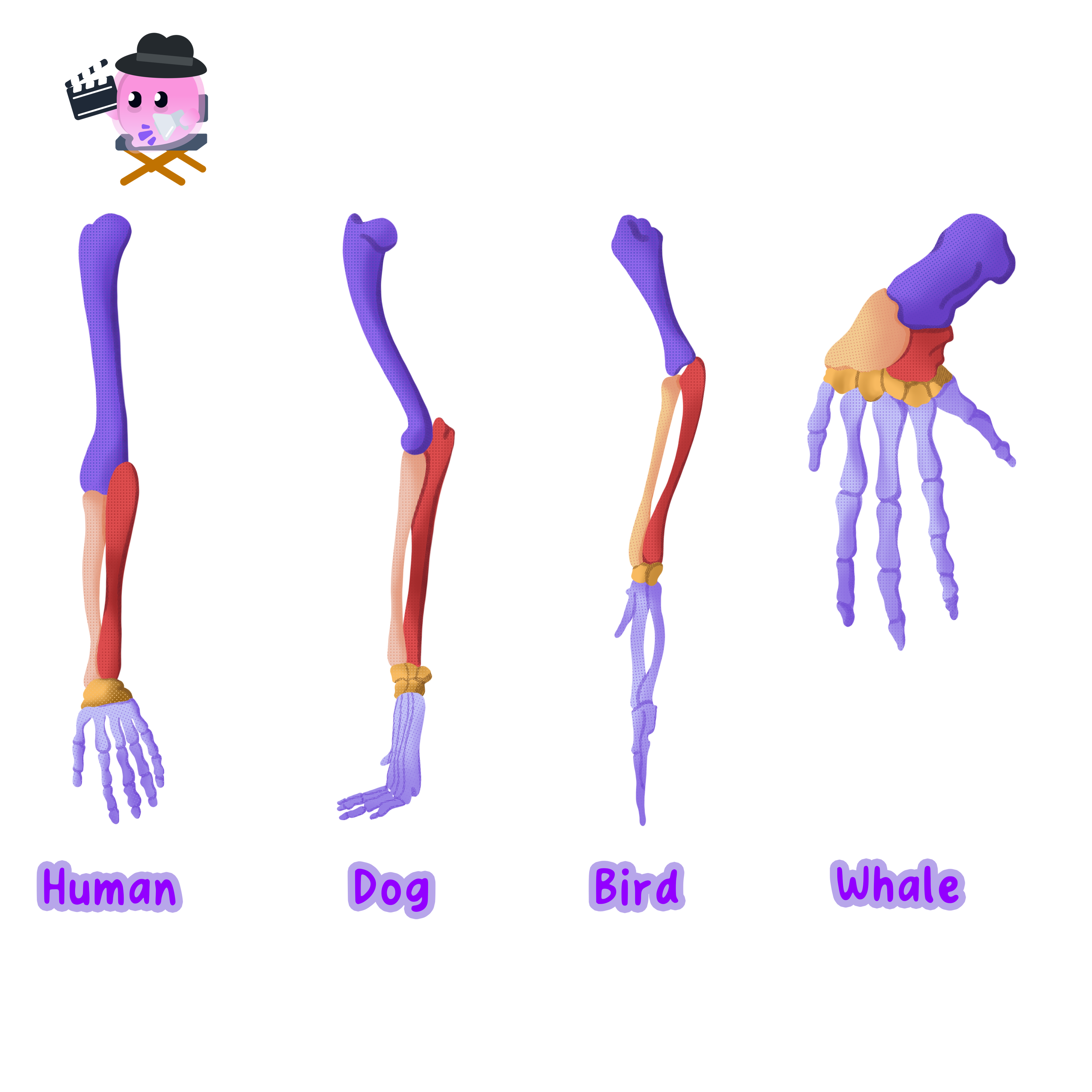Diagram showing the homologous bone structures of the pentadactyl limb in a human arm, dog leg, bird wing, and whale flipper, illustrating common ancestry.