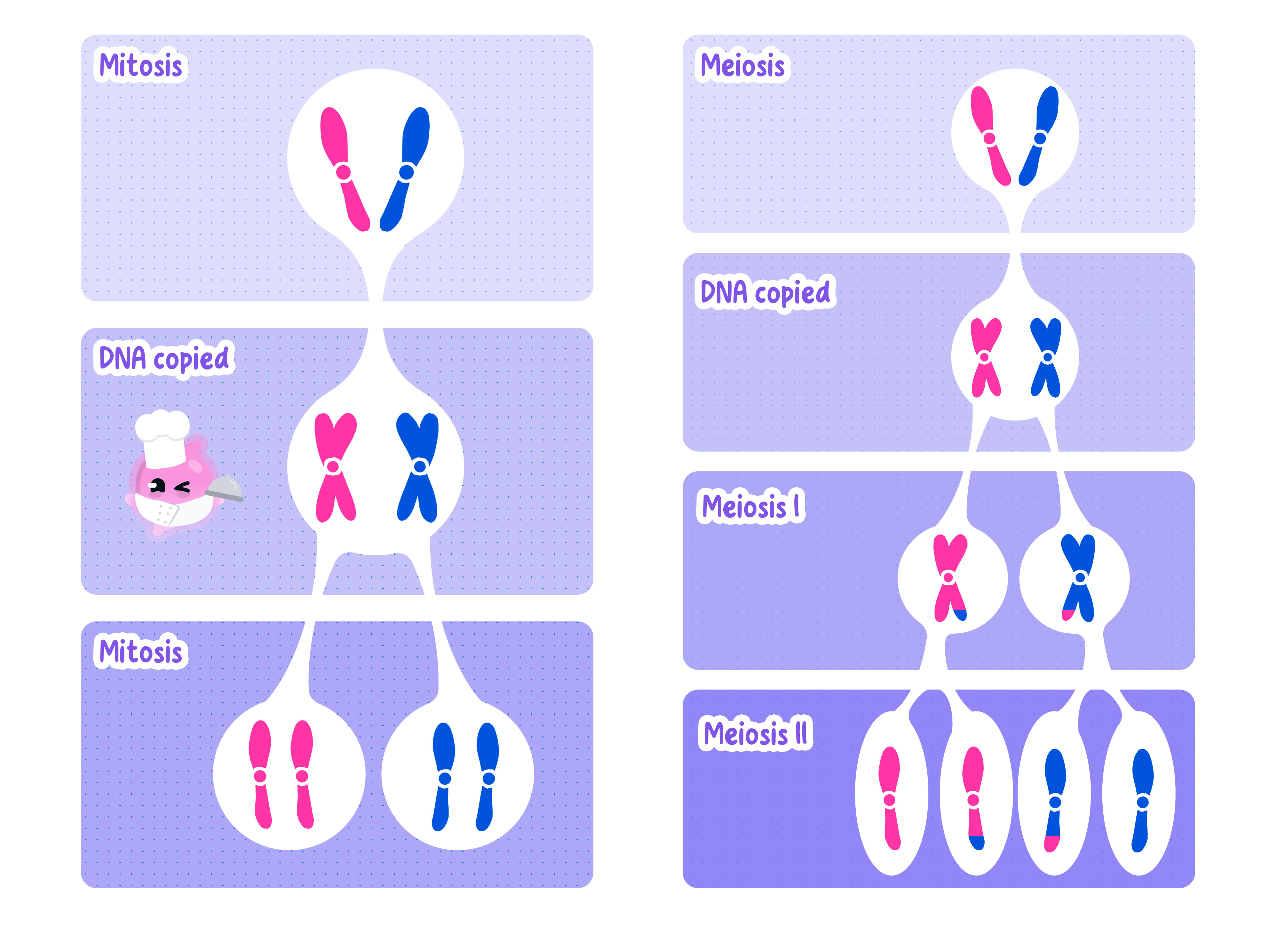 A side by side comparison of mitosis and meiosis, showing mitosis making two genetically identical diploid cells in one division and meiosis making four genetically different haploid cells in two divisions.