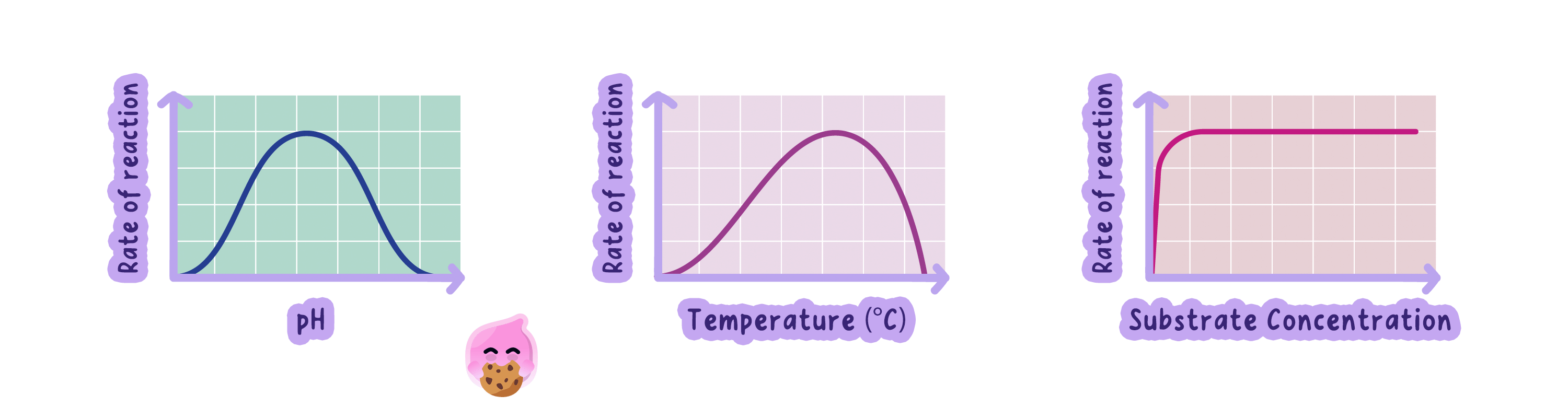 Graphs of enzyme rate against temperature, pH and substrate concentration, each showing the characteristic shape of the curve.