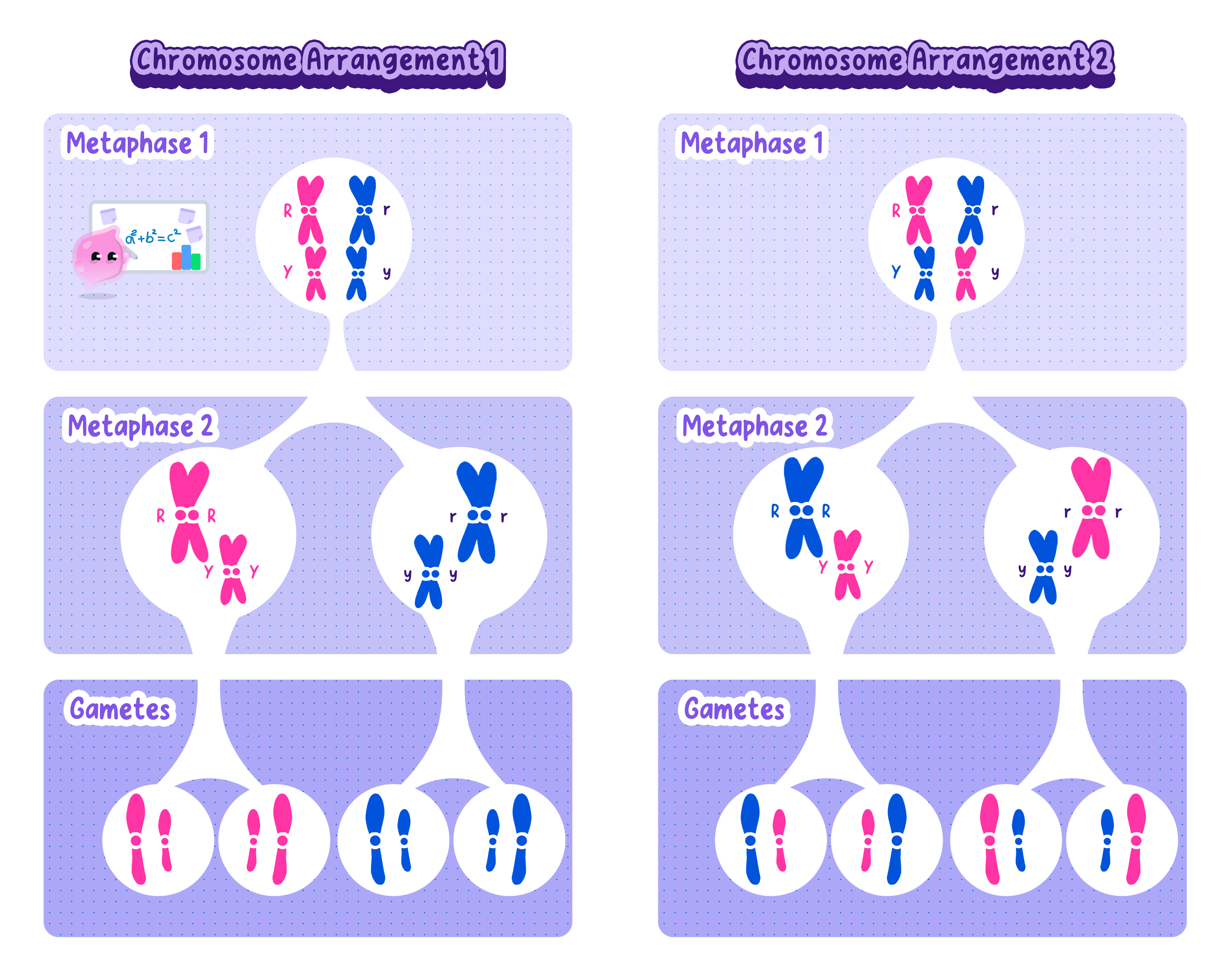 Independent assortment. Two possible arrangements of the same two homologous pairs at metaphase I give the gamete combinations RY and ry, or Ry and rY.