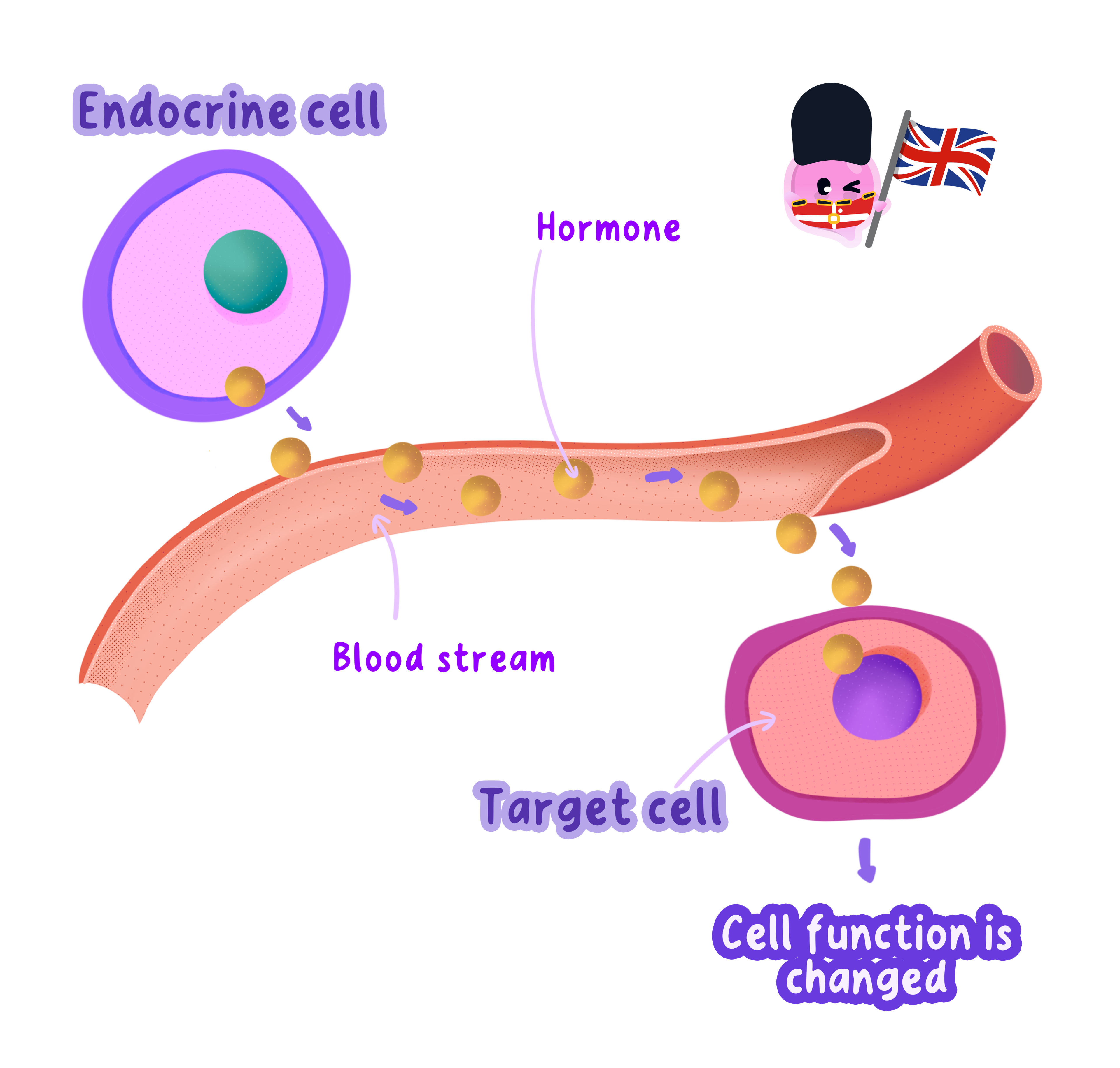 A diagram showing an endocrine cell secreting hormones into the bloodstream, which then travel to a target cell where they cause a change in cell function.