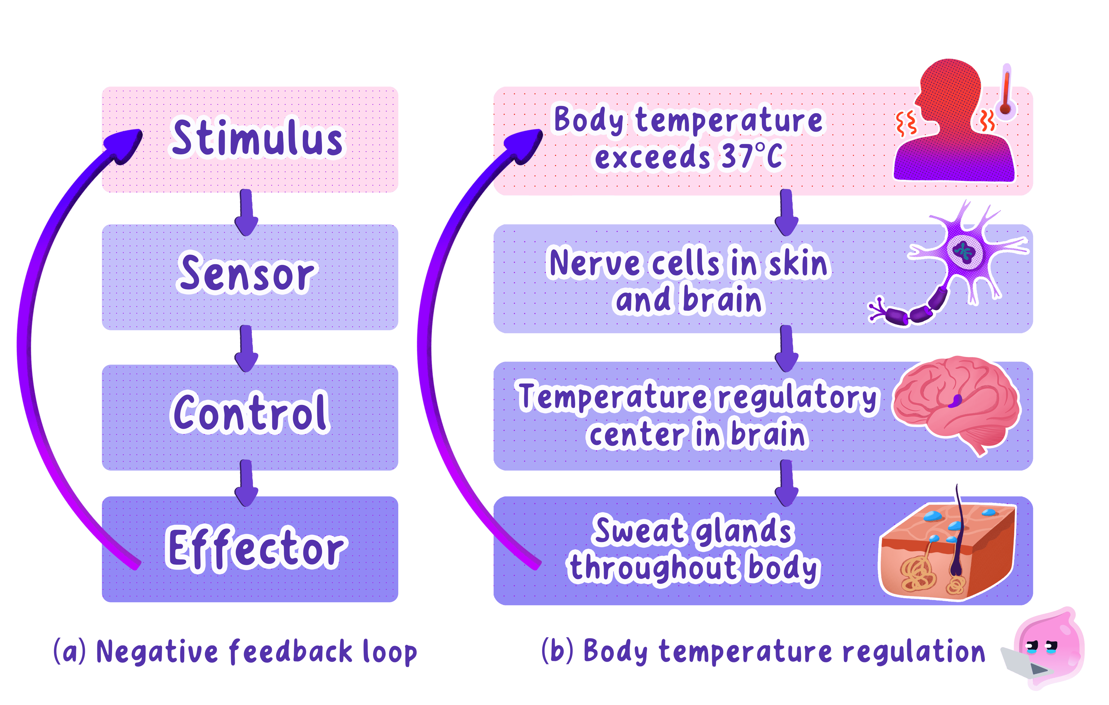 A diagram illustrating the general components of a negative feedback loop—stimulus, sensor, control, and effector—alongside a specific example of body temperature regulation.