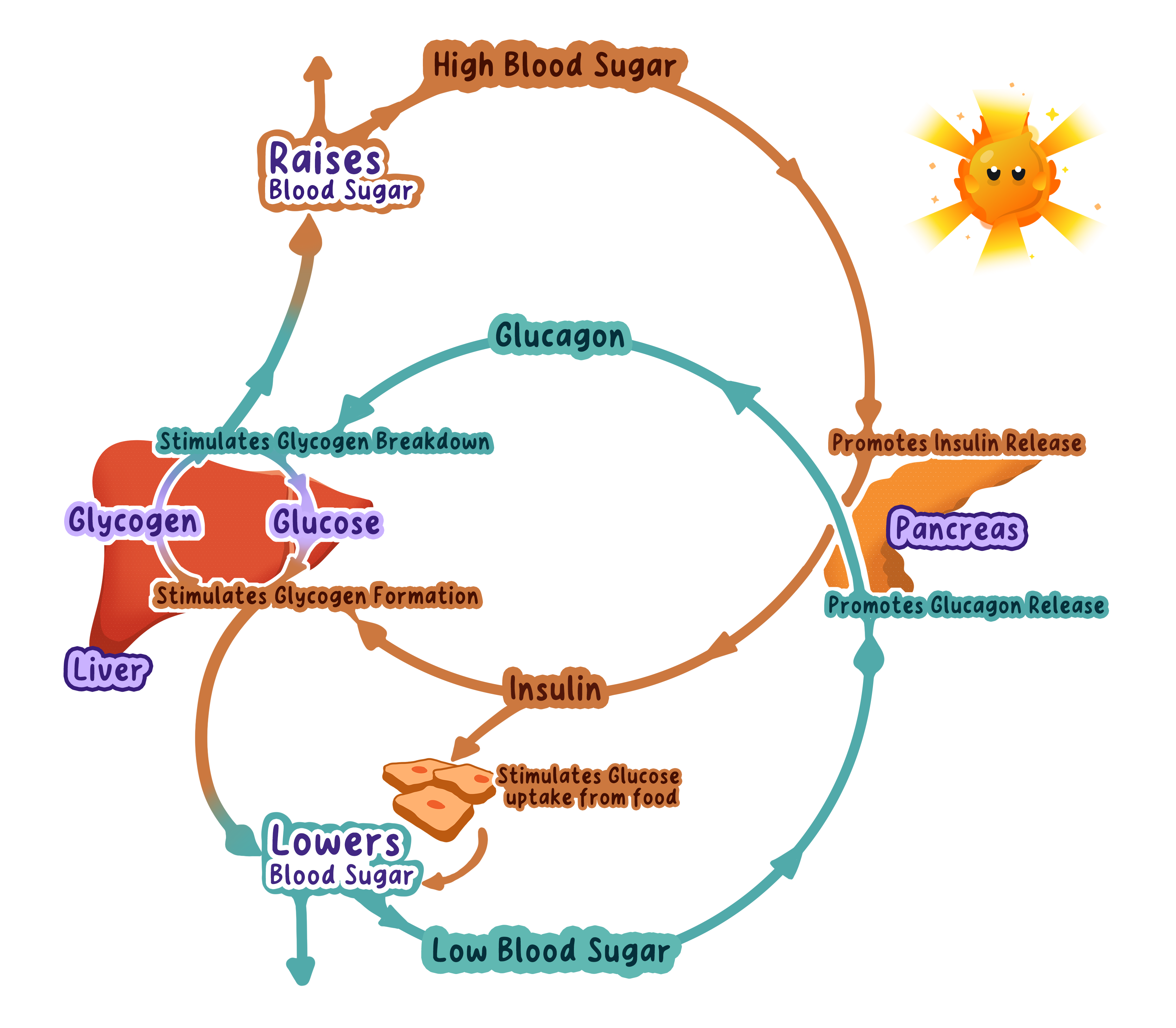 A diagram of the negative feedback loop for blood glucose regulation. High blood sugar prompts the pancreas to release insulin, leading to glucose storage as glycogen. Low blood sugar prompts the release of glucagon, which converts glycogen back into glucose.