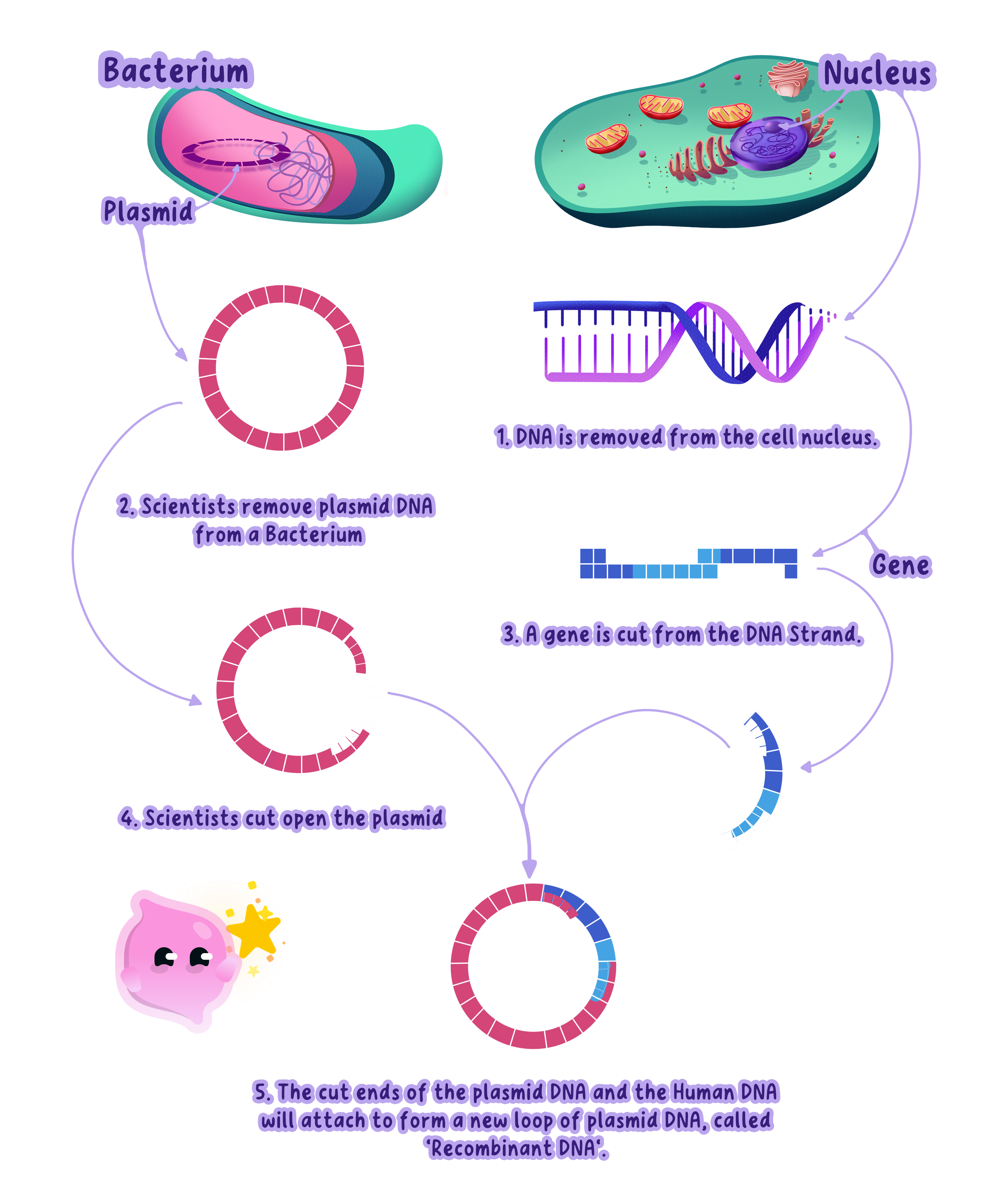 A gene is cut out of human DNA and inserted into a bacterial plasmid, so the bacterium can make the human protein.