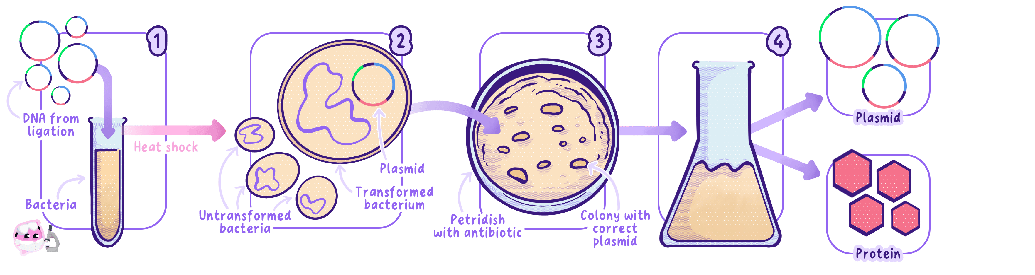 Bacterial transformation, in which plasmids are mixed with bacteria and heat shocked, the transformed bacteria are identified by growing them on agar containing an antibiotic, and the surviving colonies are then grown on to make the product.