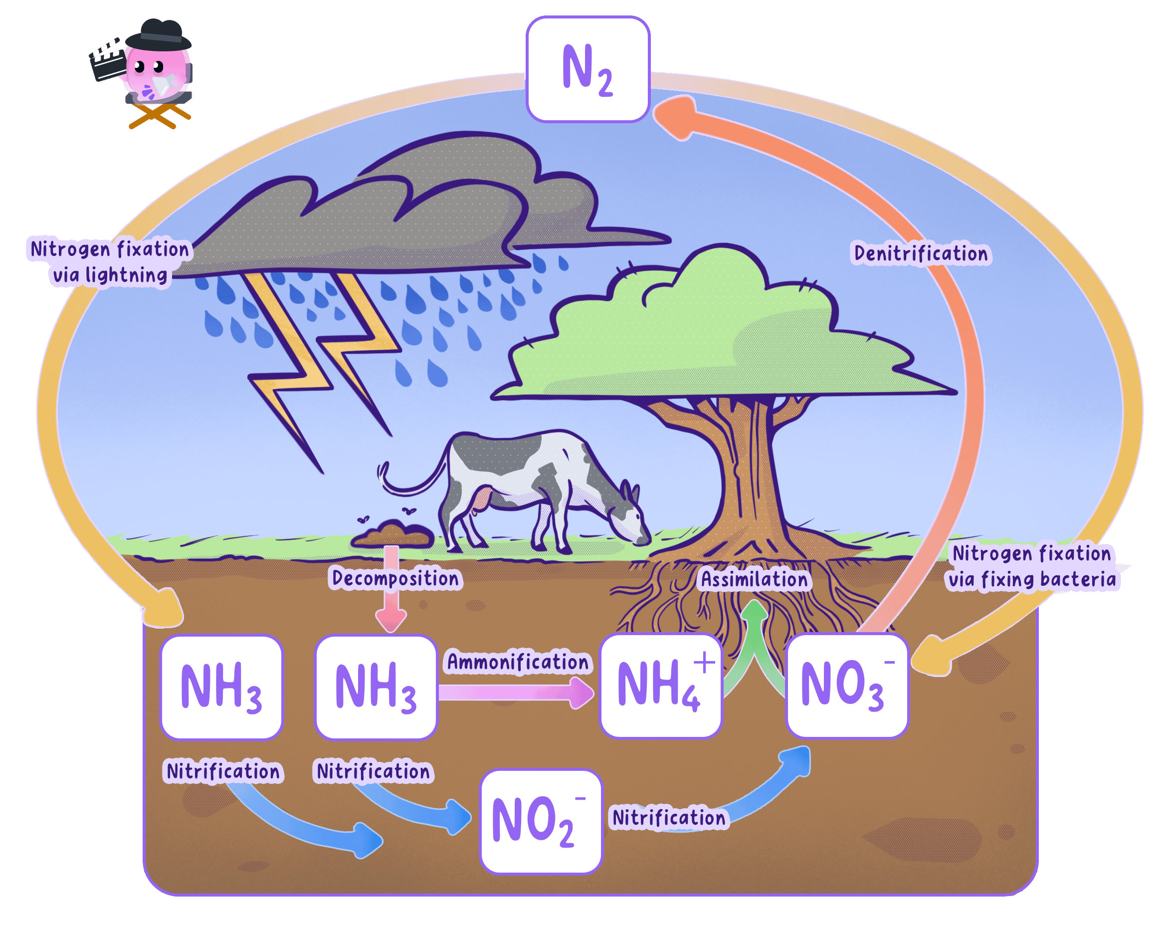 A diagram of the nitrogen cycle showing nitrogen gas fixed by lightning and bacteria. Decomposers turn waste into ammonia, which nitrifying bacteria convert to nitrates for plants. Denitrifying bacteria return nitrogen to the air.