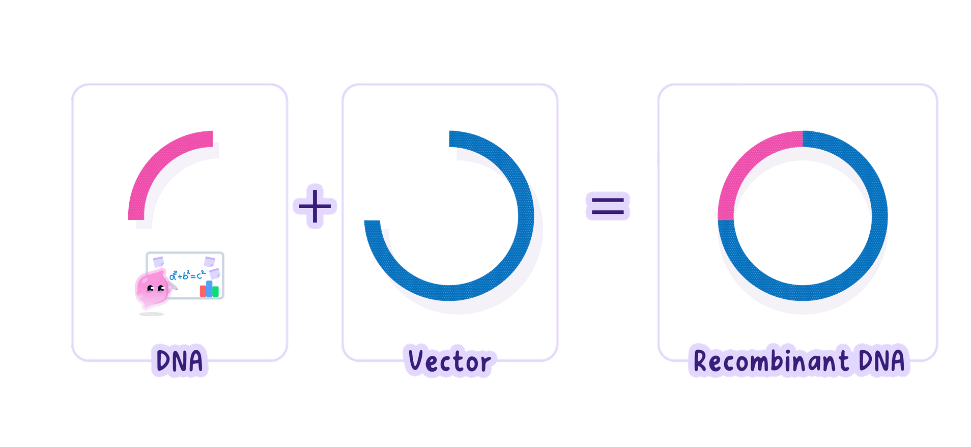A gene joined into a cut-open plasmid by matching sticky ends to form a recombinant DNA molecule, the vector that will carry the gene into a cell.