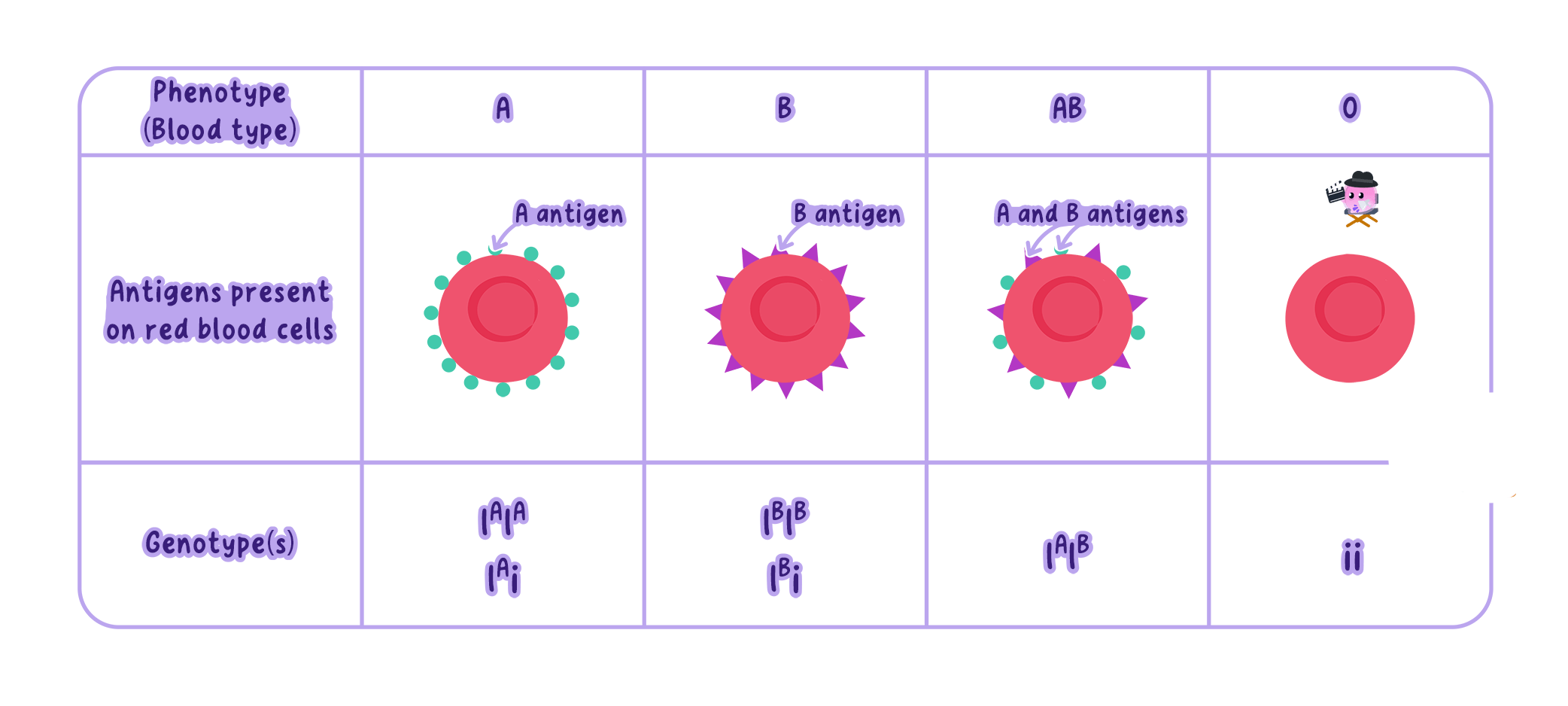 A table showing the four ABO blood groups (A, B, AB, and O), the antigens present on the red blood cells for each group, and the possible genotypes (IAIA, IAi, IBIB, IBi, IAIB, and ii).