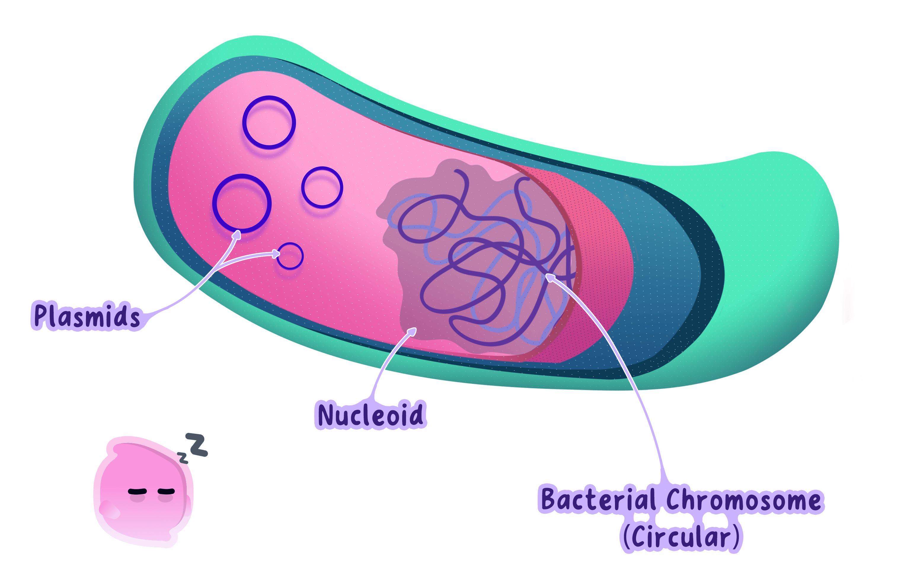 A diagram of a prokaryotic cell showing the organization of its DNA, including a single circular bacterial chromosome in the nucleoid region and several small rings of DNA called plasmids.