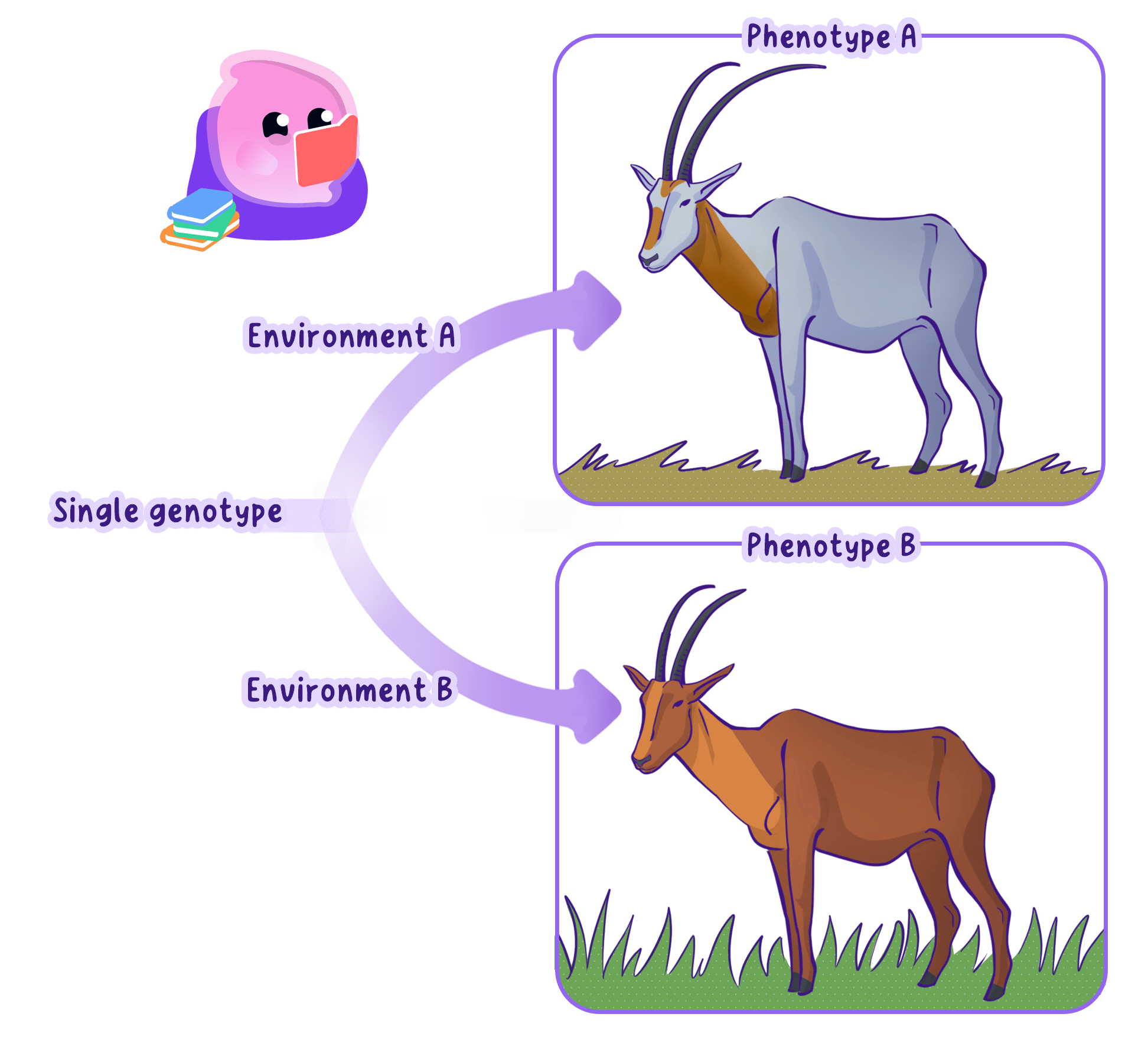 The same plant genotype grown in two environments produces different phenotypes, showing how genes and the environment act together.