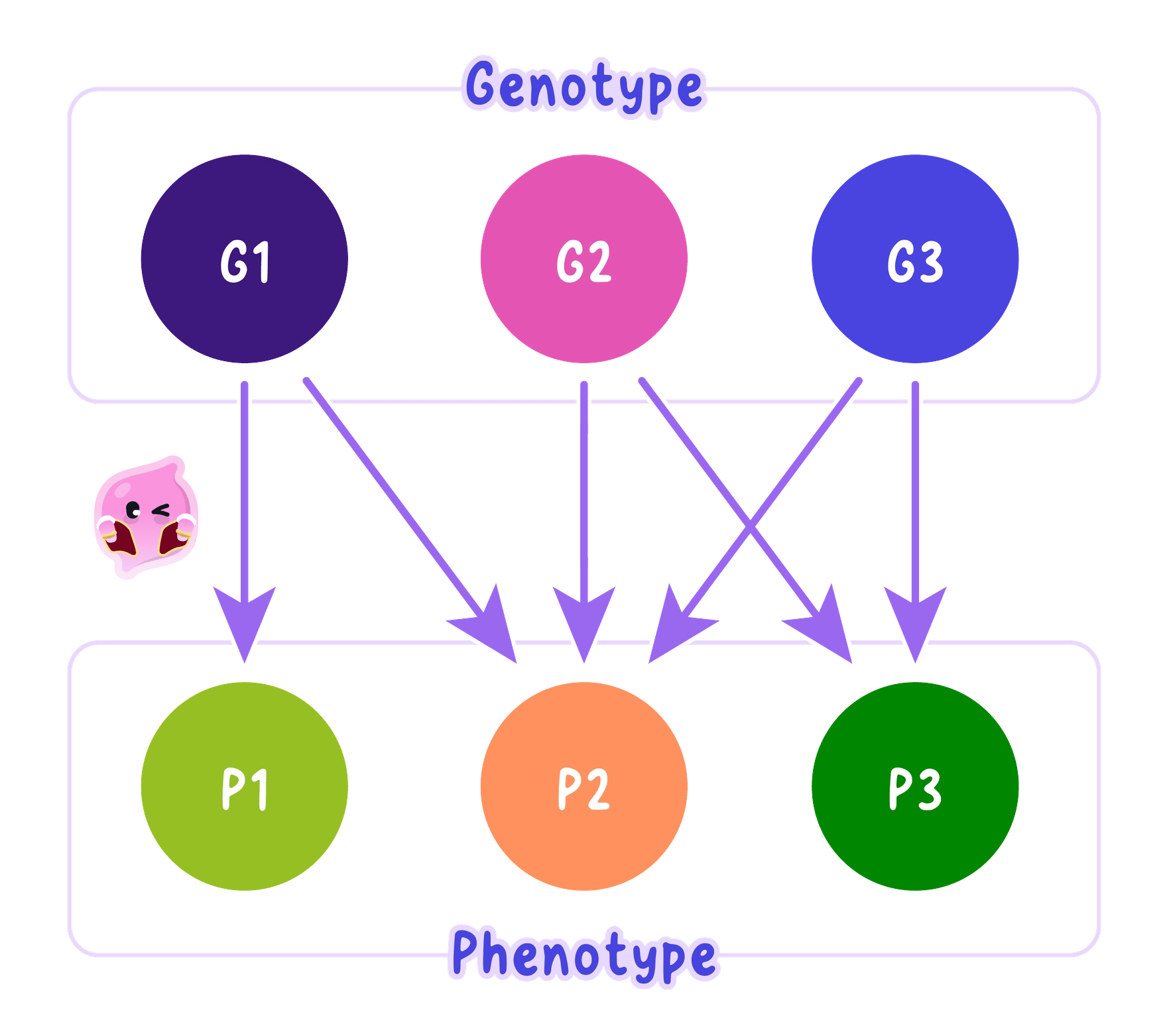 The two ways genes and characteristics connect. One gene can influence two separate characteristics, and three separate genes can together influence one characteristic.