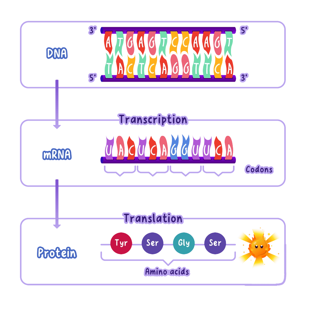 The flow of information in protein synthesis: DNA is transcribed into mRNA, which is then translated to build a protein.