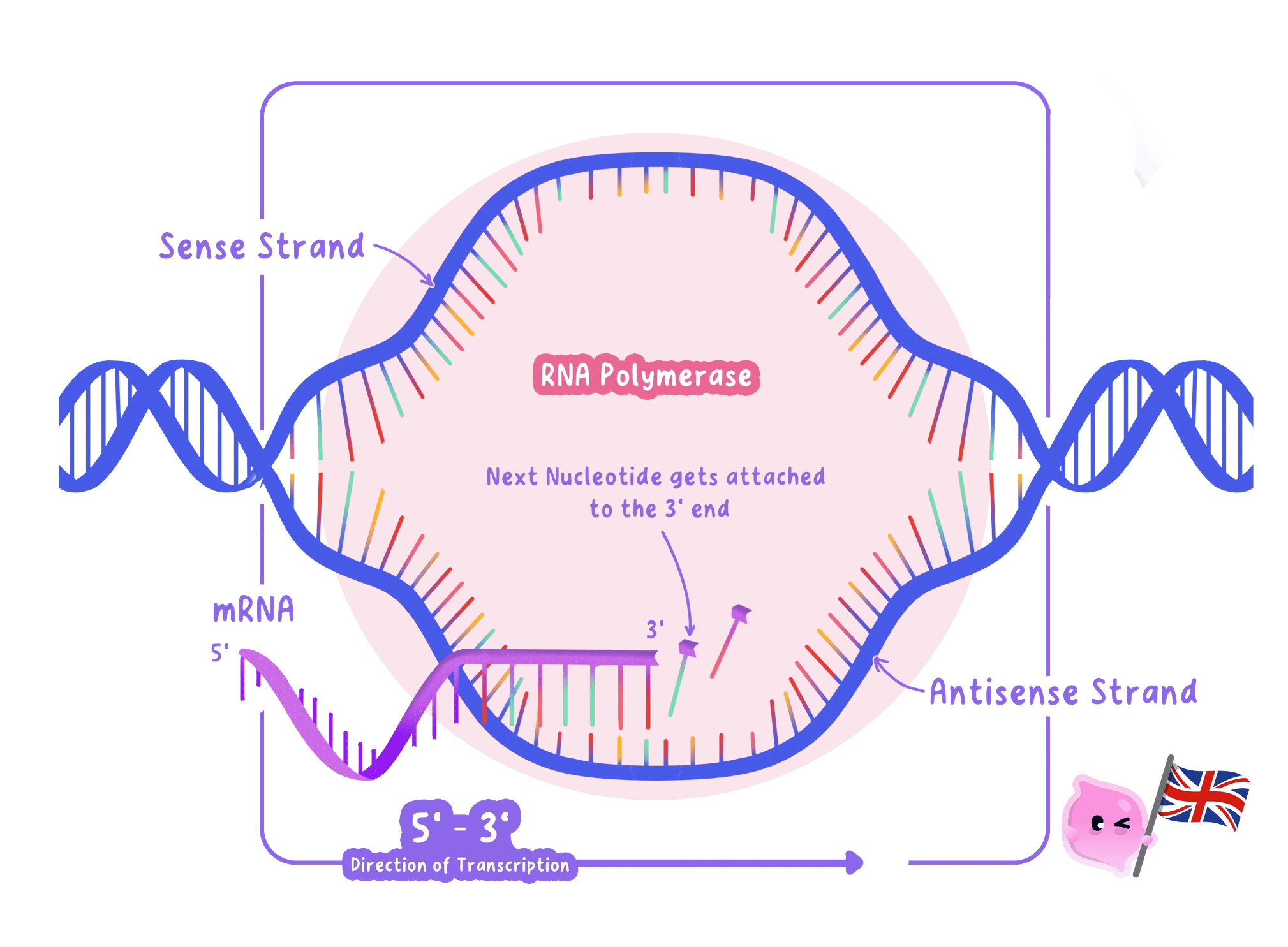 RNA polymerase moving along the unzipped gene, using one DNA strand as a template to build the mRNA strand.