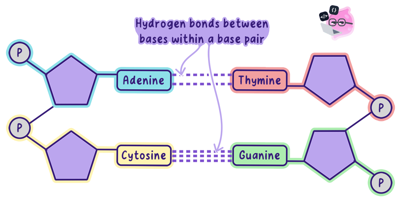 Complementary base pairing between two DNA strands, with adenine held to thymine and cytosine held to guanine by hydrogen bonds.