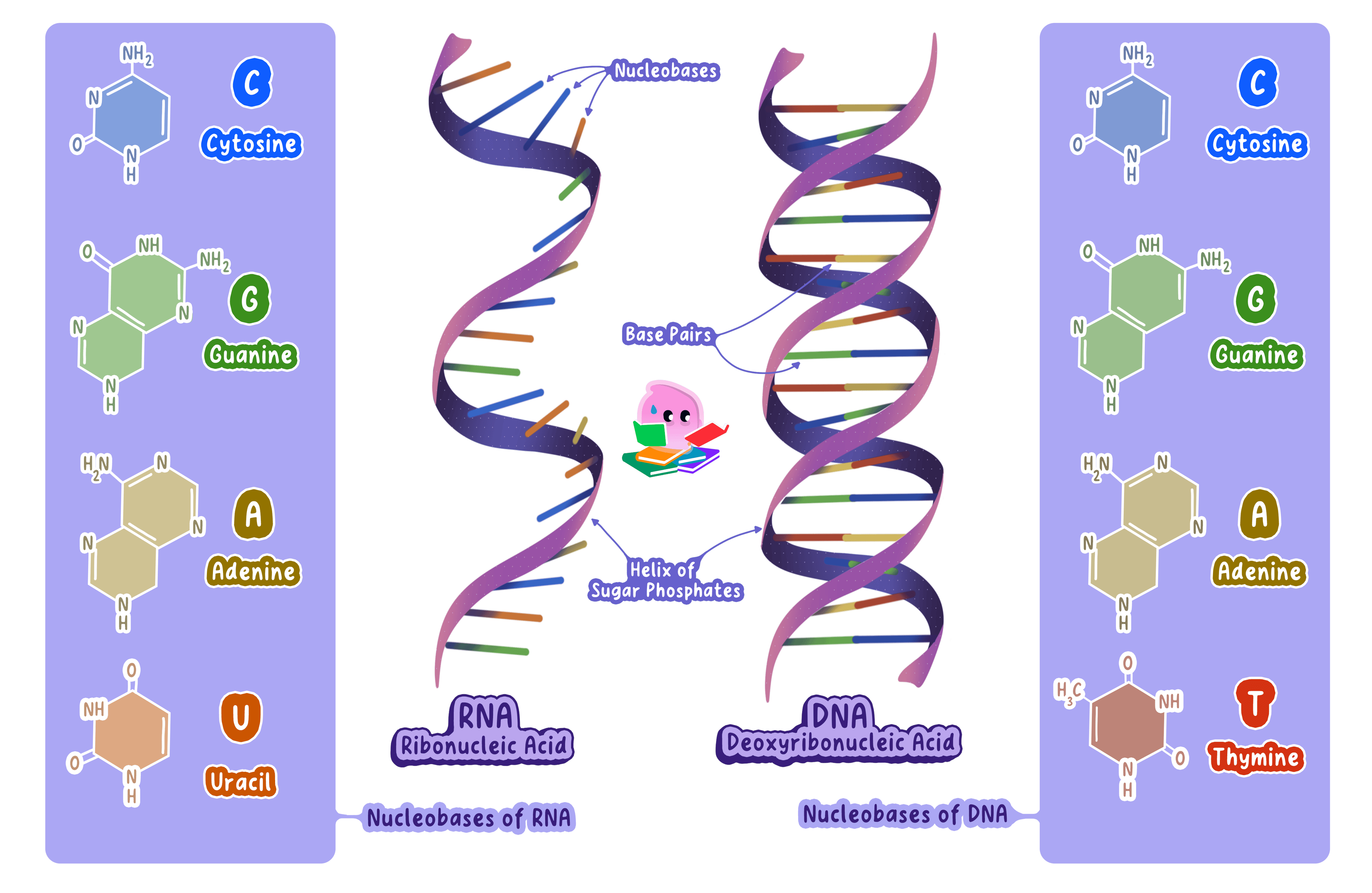 Comparison of DNA and RNA structures. DNA is a double helix with bases A, C, G, and T. RNA is single-stranded with bases A, C, G, and U (replacing T). Both have a sugar-phosphate backbone.