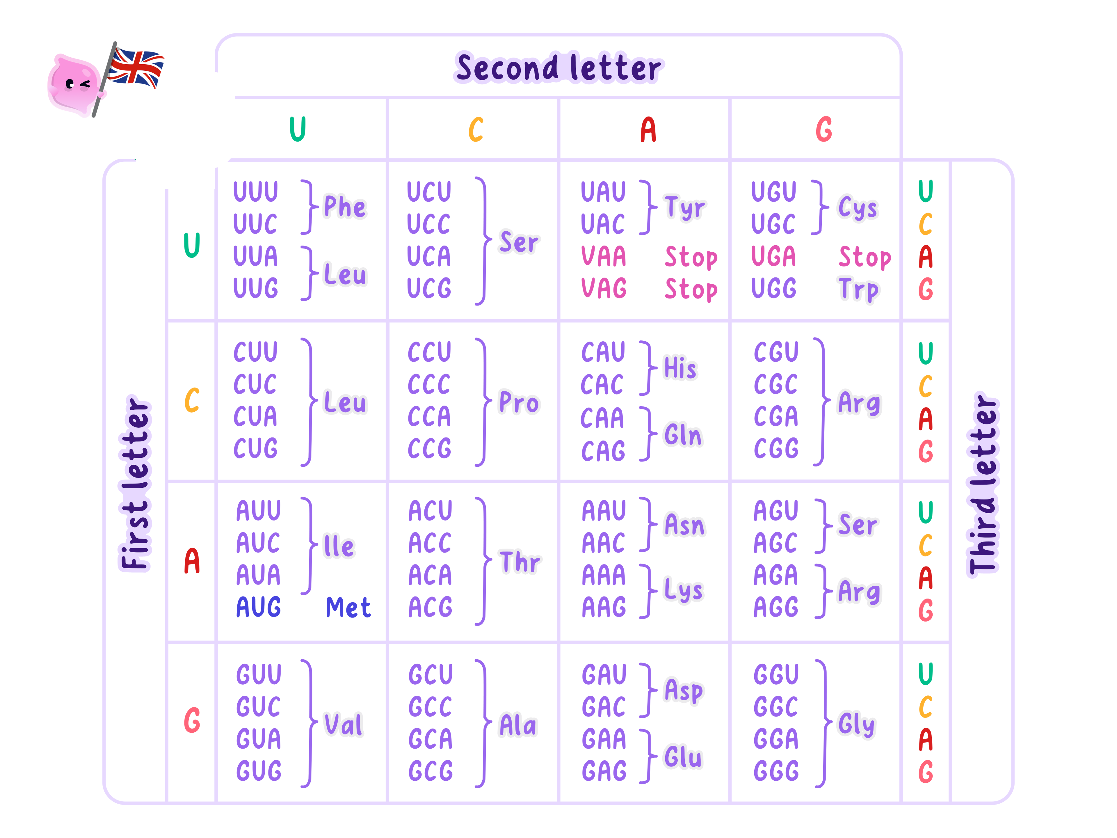 A codon table showing the genetic code, which maps triplets of mRNA bases (codons) to their corresponding amino acids. The table is organized by the first, second, and third bases (U, C, A, G) and includes start and stop signals.